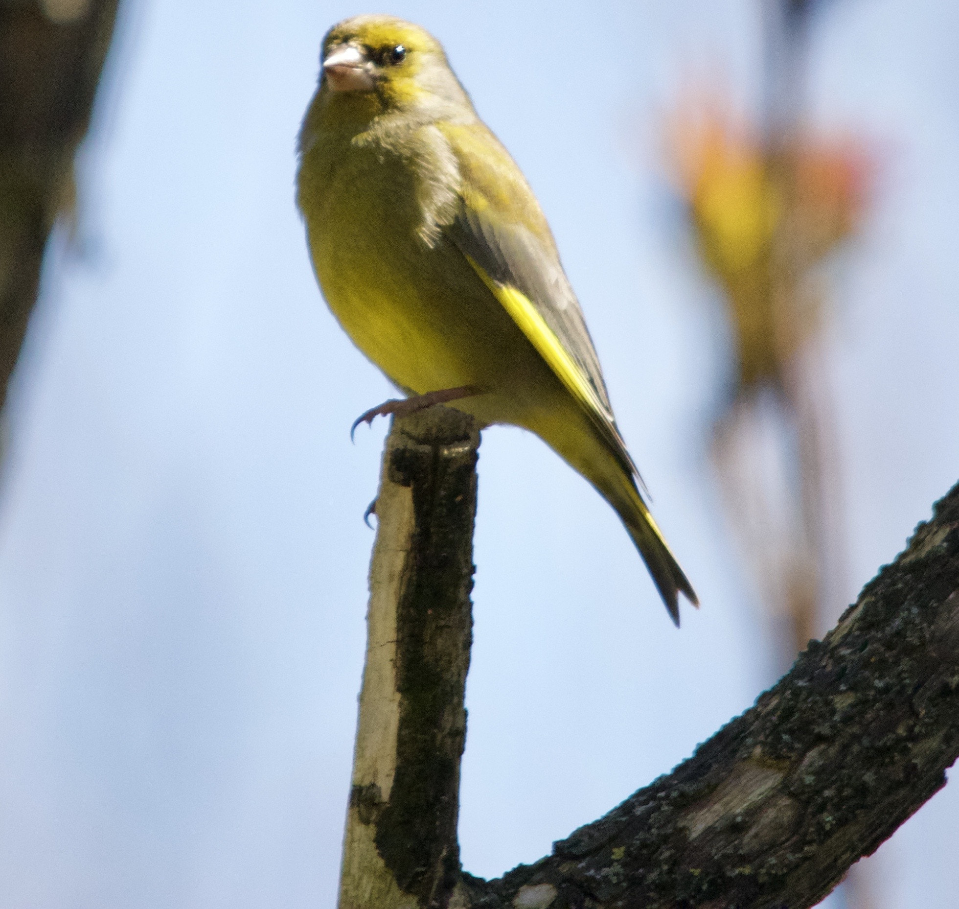 Sigma 150-500mm F5-6.3 DG OS HSM sample photo