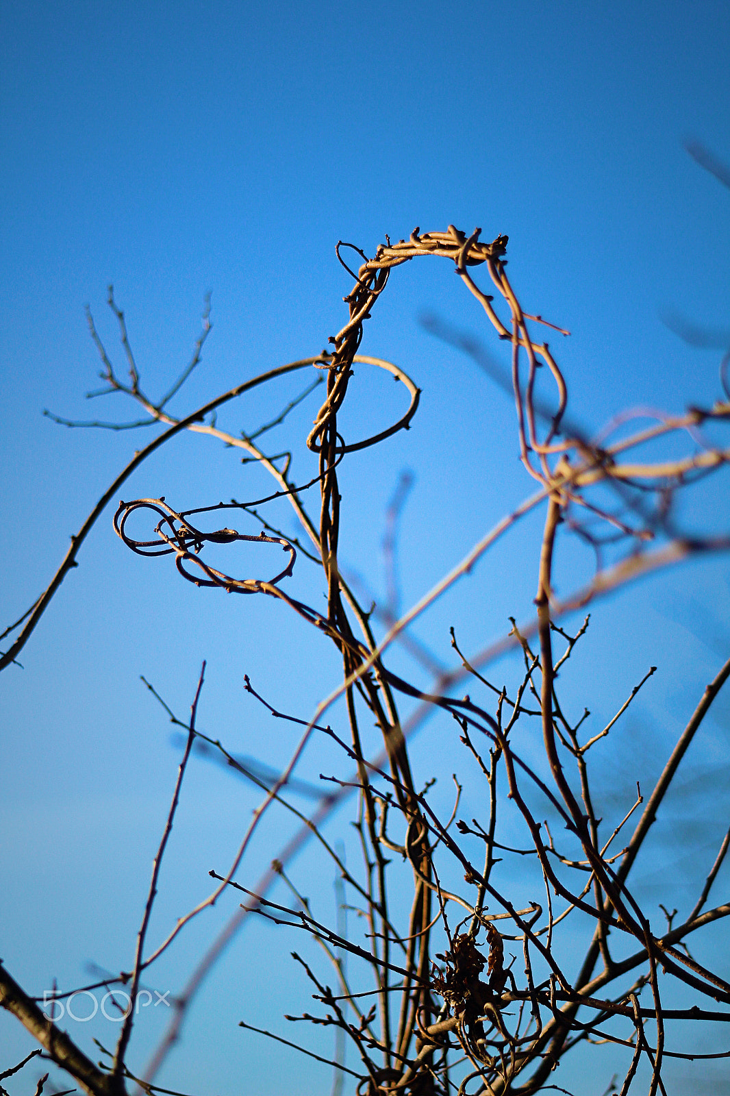 Canon EF 80-200mm F4.5-5.6 II sample photo. Vines at sunset photography