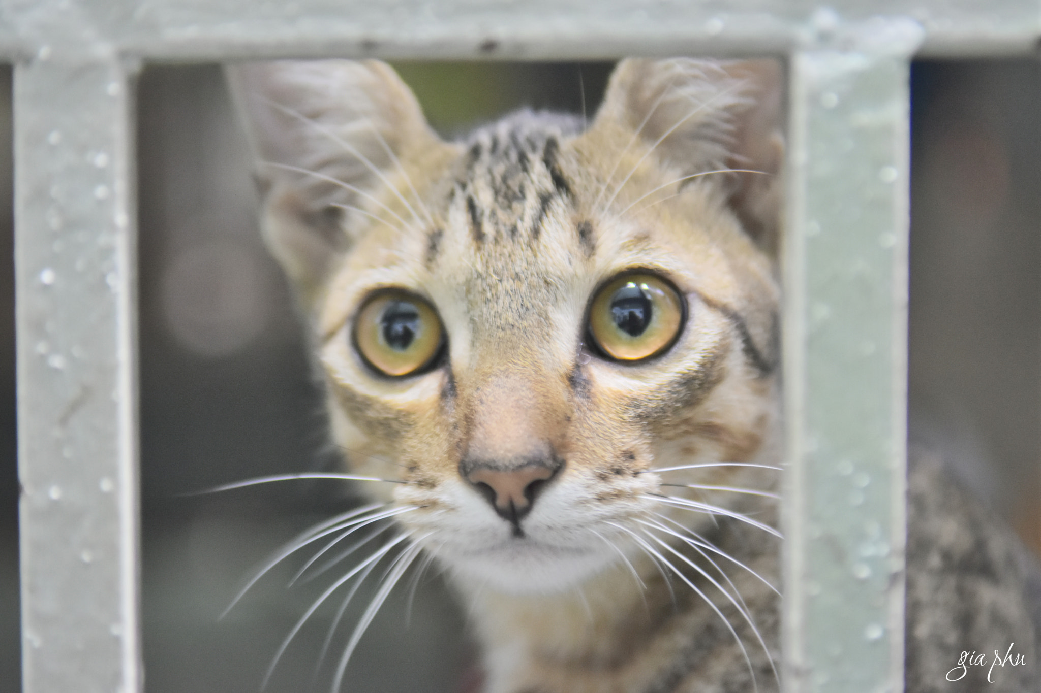 Nikon D7200 sample photo. My tabby cat photography
