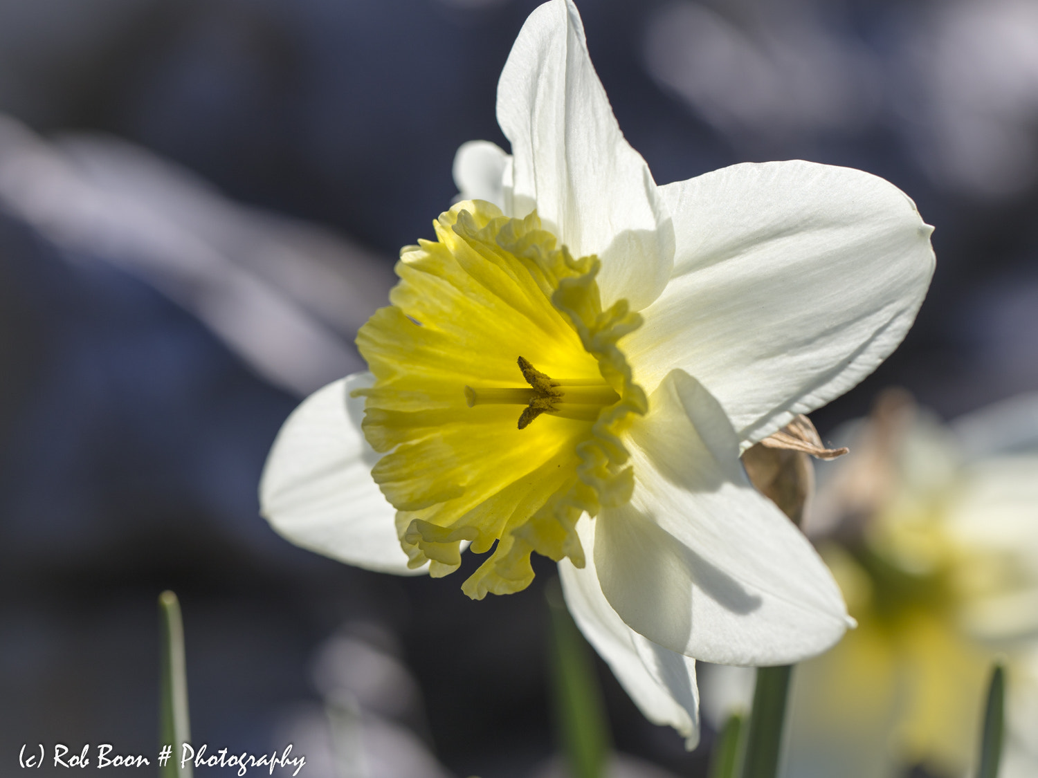 Canon EF 100mm F2.8L Macro IS USM sample photo. Narcis photography