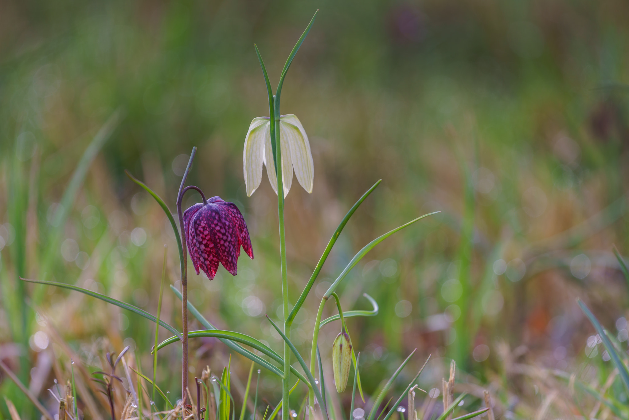 Sony a7R + Canon EF 70-200mm F4L USM sample photo. Fritillary photography