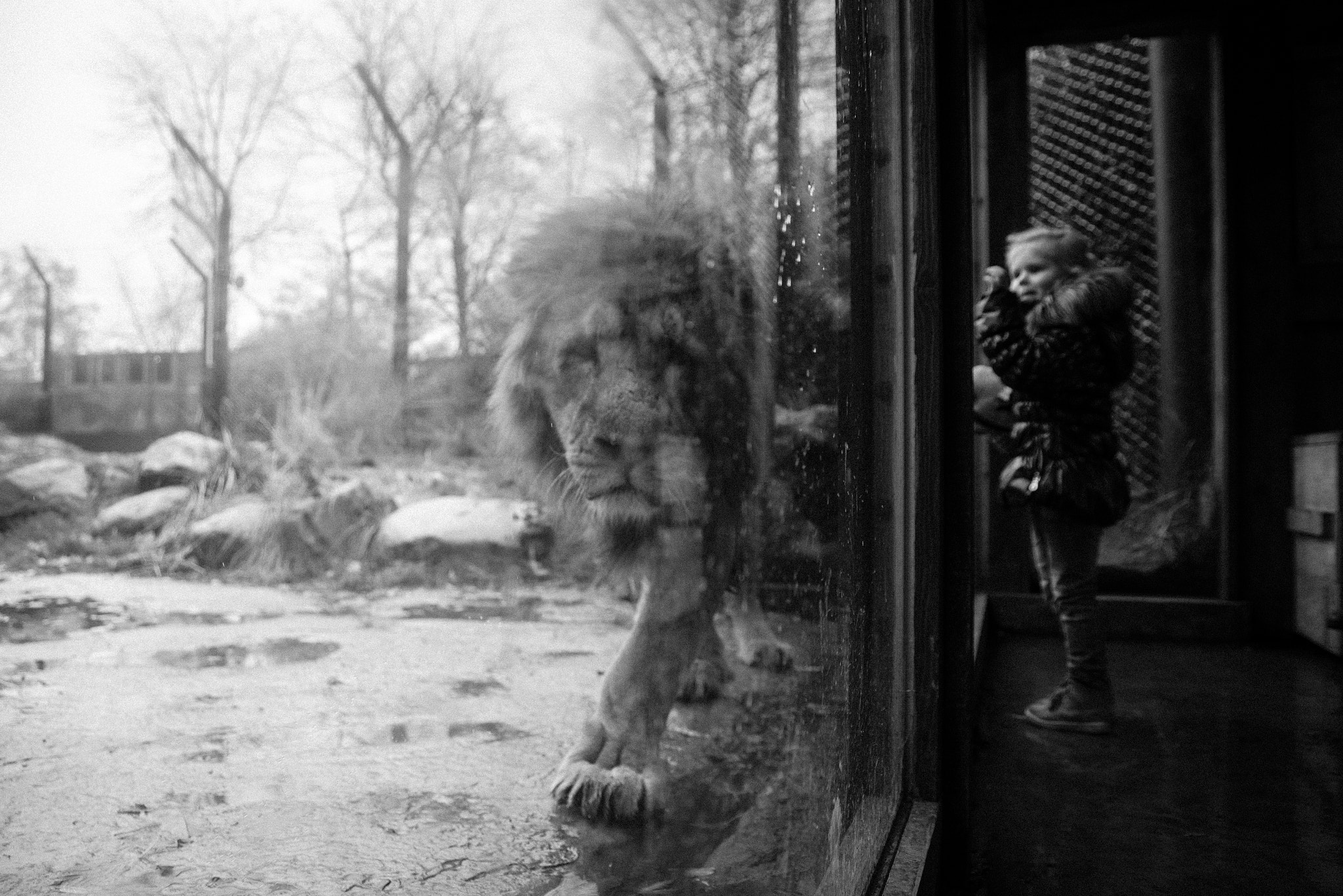 Sigma 24-70mm F2.8 EX DG HSM sample photo. Lion photography