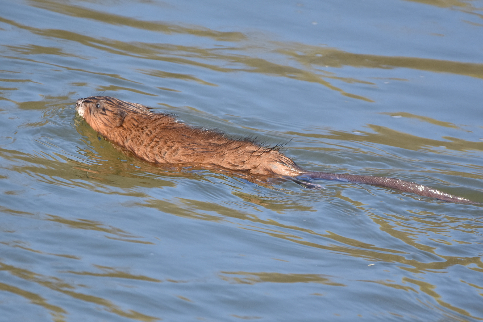 Nikon D7200 + Sigma 150-600mm F5-6.3 DG OS HSM | C sample photo. Ondatra zibethicus - wild slovakia photography