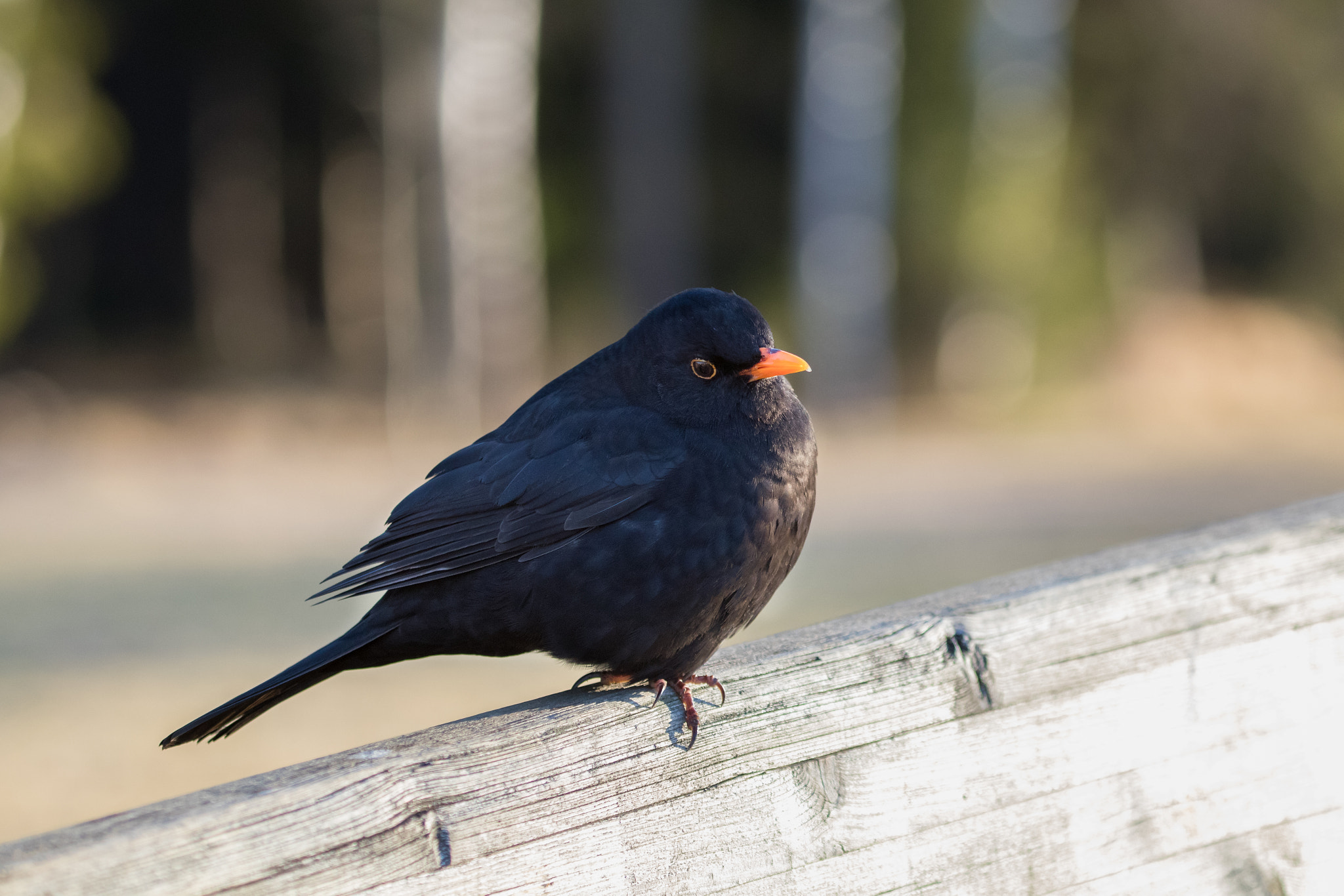 Canon EOS 80D + Canon EF 100-400mm F4.5-5.6L IS USM sample photo. Common blackbird photography