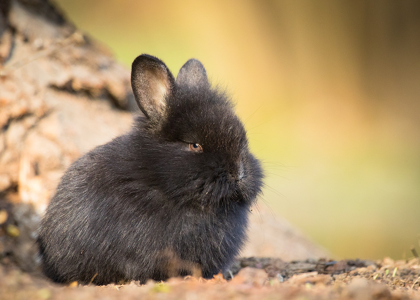 Canon EF 100-400mm F4.5-5.6L IS USM sample photo. Rabbit photography