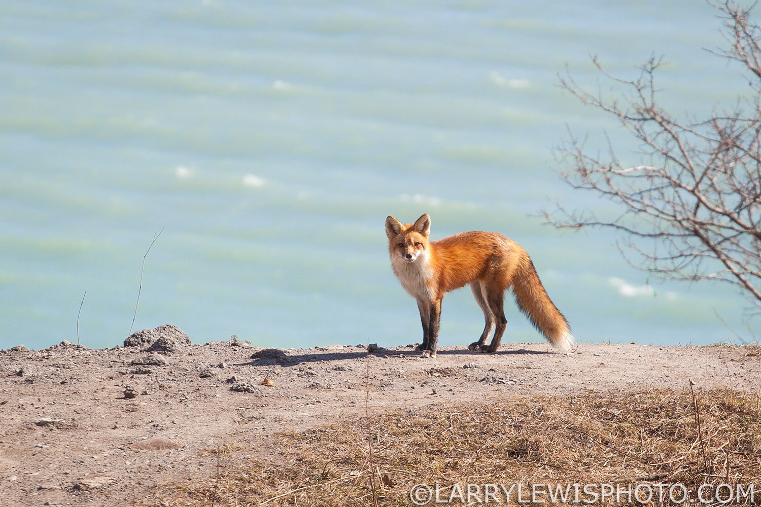 Canon EF 70-200mm F4L USM sample photo. The fox - one more photography