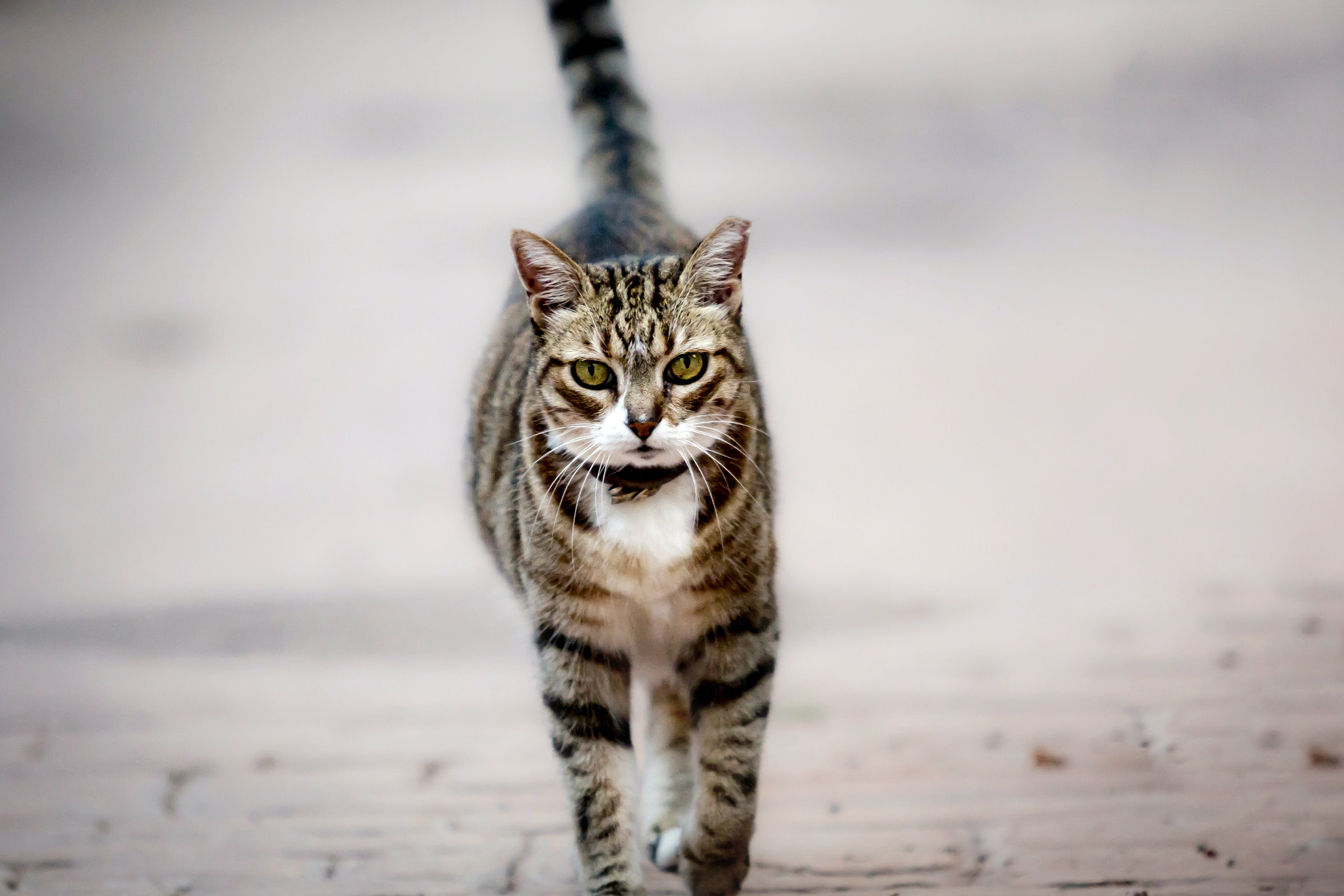 Canon EF 70-200mm F2.8L USM sample photo