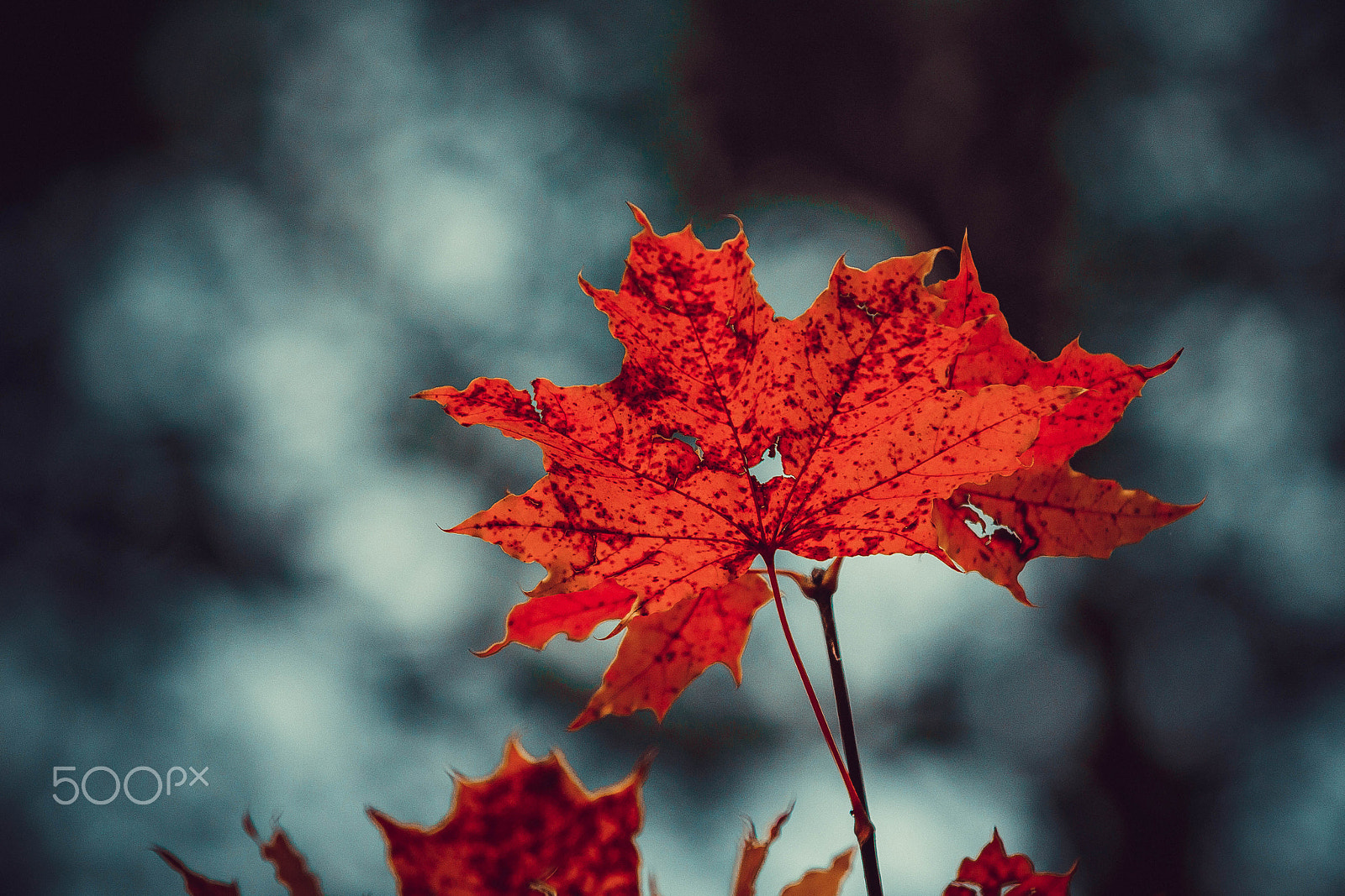 Canon EOS 60D sample photo. Red maple photography