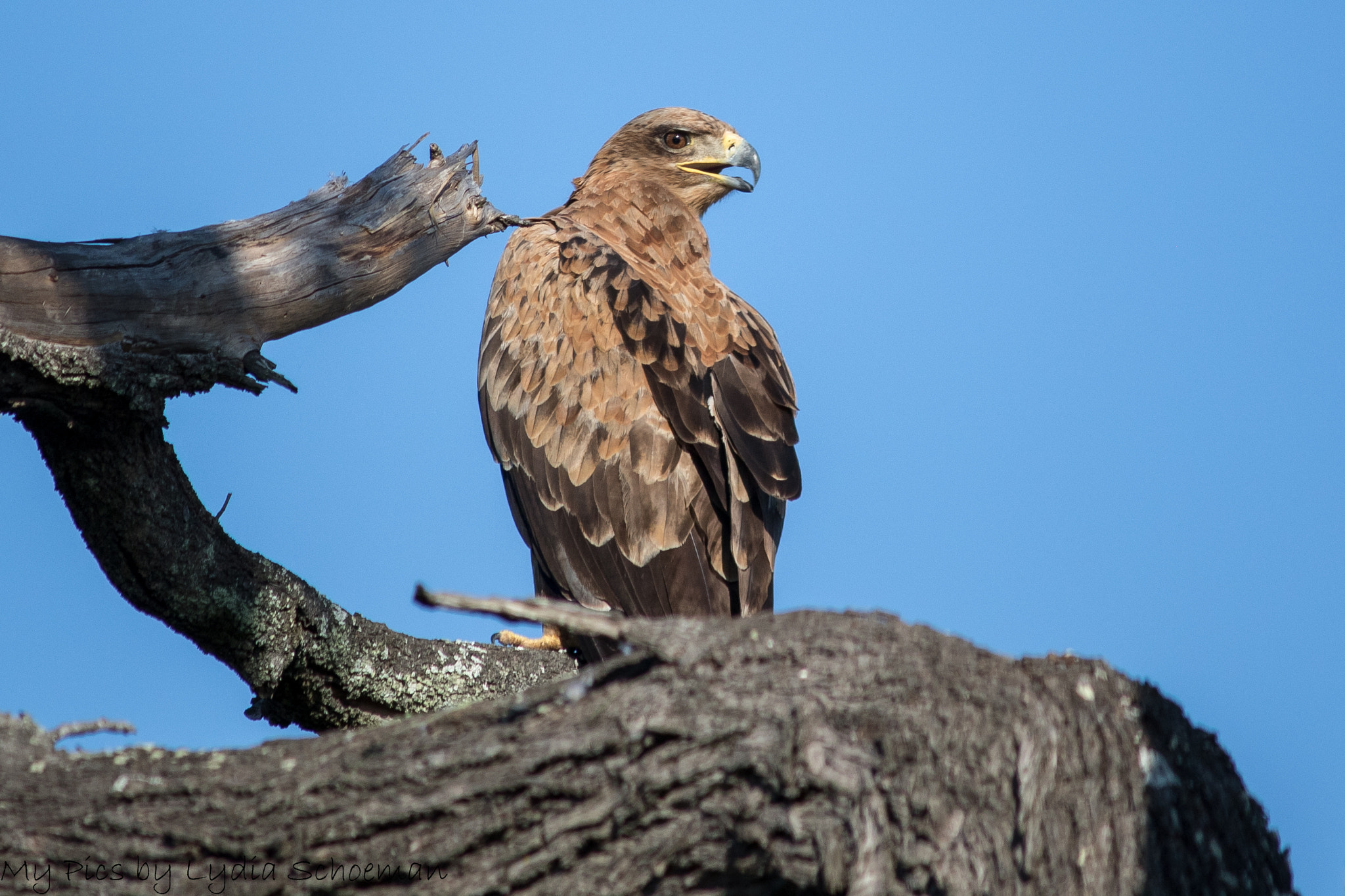 Canon EF-S 55-250mm F4-5.6 IS II sample photo. Wahlberg's eagle photography
