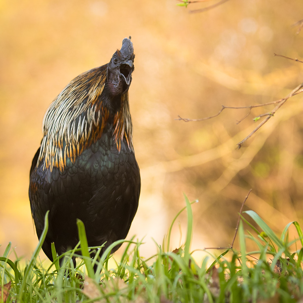 Canon EF 100-400mm F4.5-5.6L IS USM sample photo. Cock photography