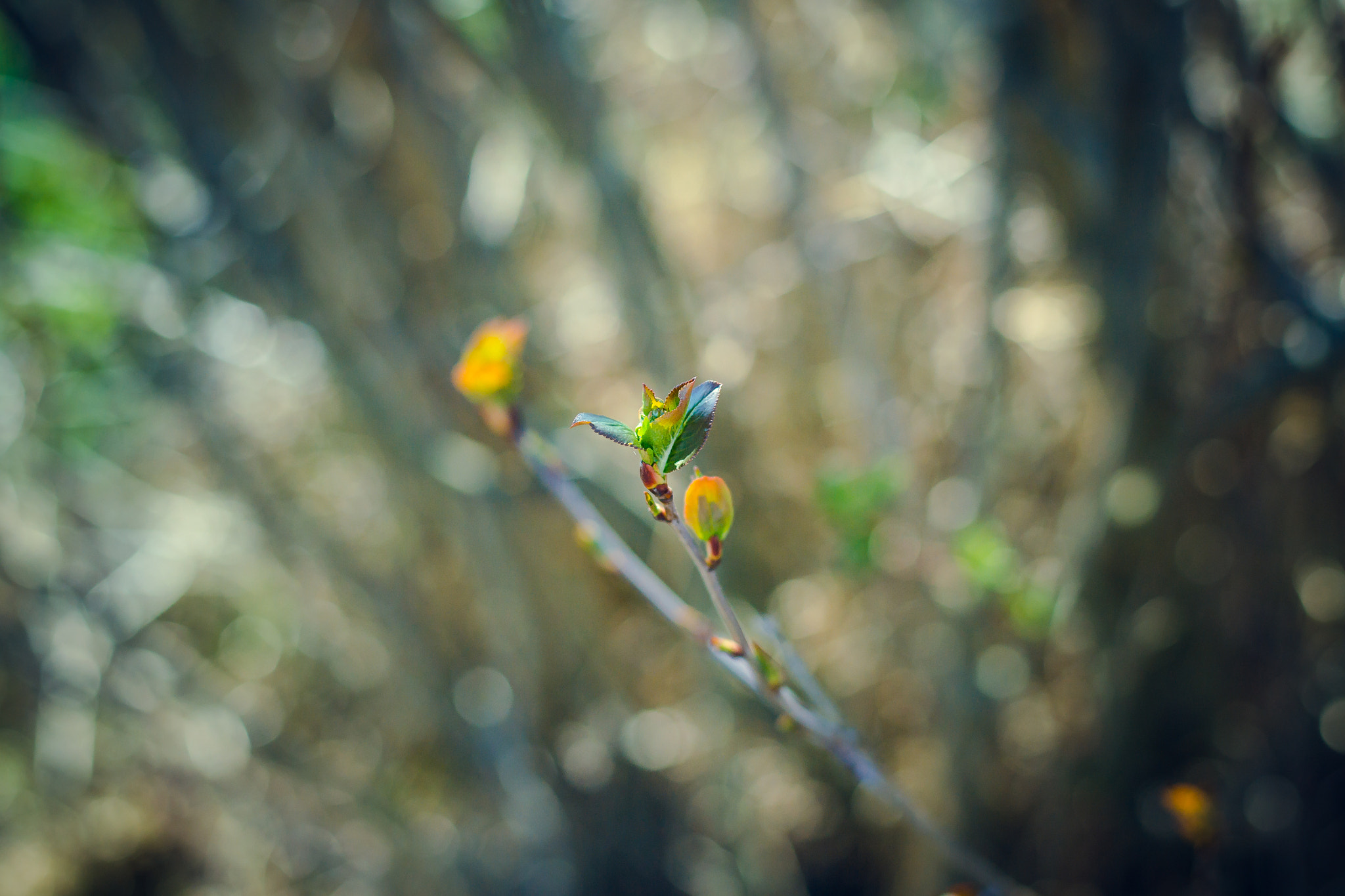 Nikon D3100 + Nikon AF-S Nikkor 50mm F1.8G sample photo. Chokeberry and spring photography