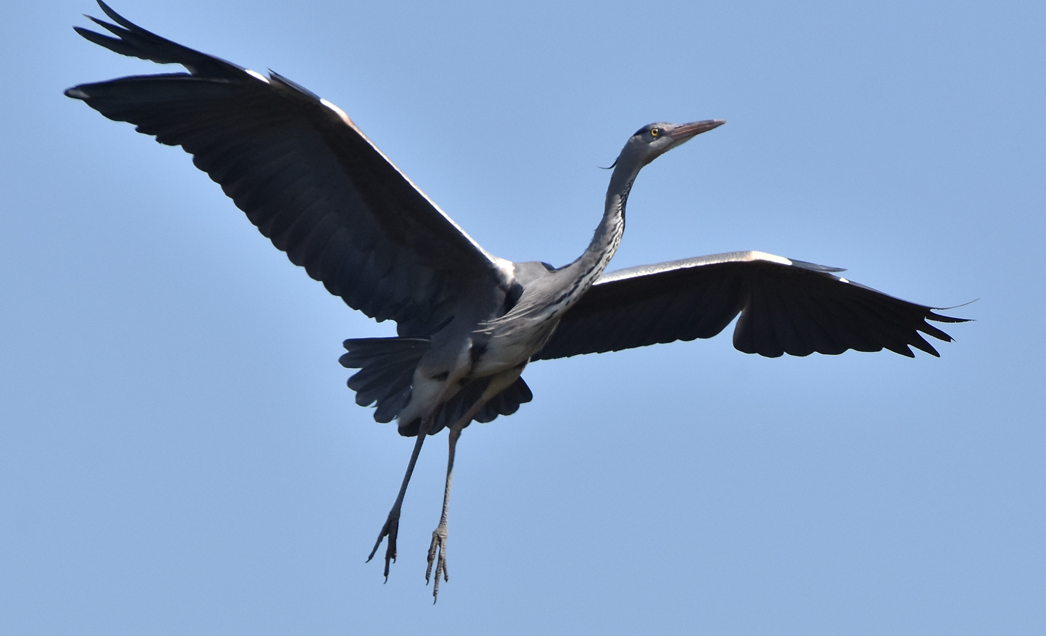 Nikon D7200 + Sigma 150-600mm F5-6.3 DG OS HSM | C sample photo. Gray heron photography