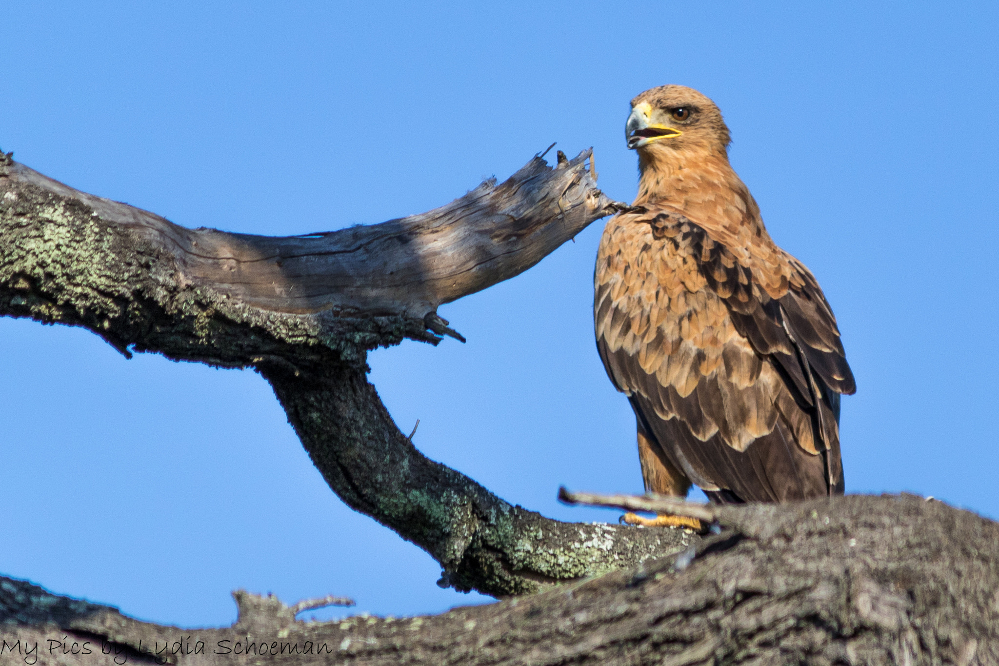 Canon EF-S 55-250mm F4-5.6 IS II sample photo. Wahlberg's eagle photography
