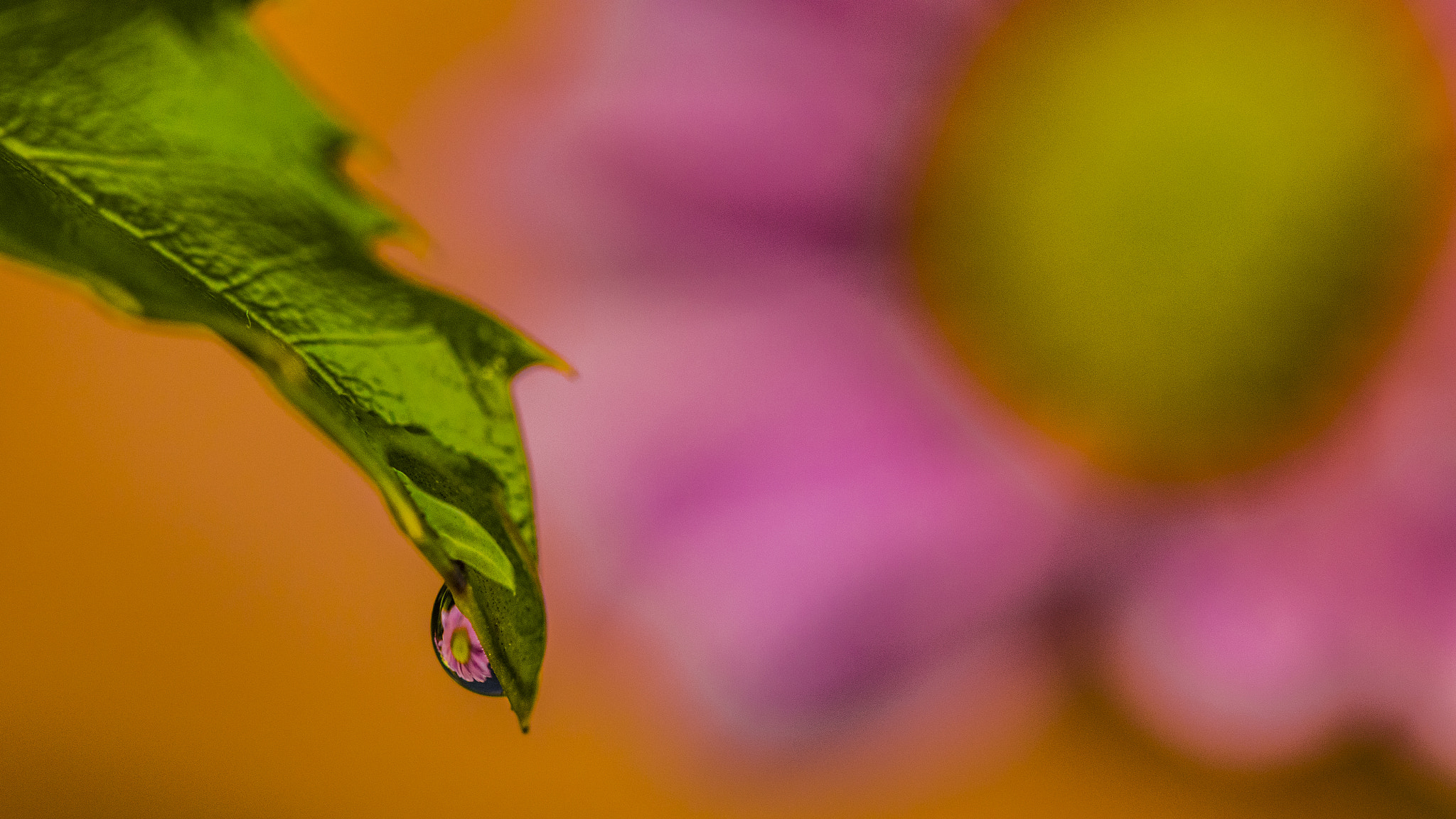 Canon EF 100mm F2.8L Macro IS USM sample photo. Beautiful reflection photography