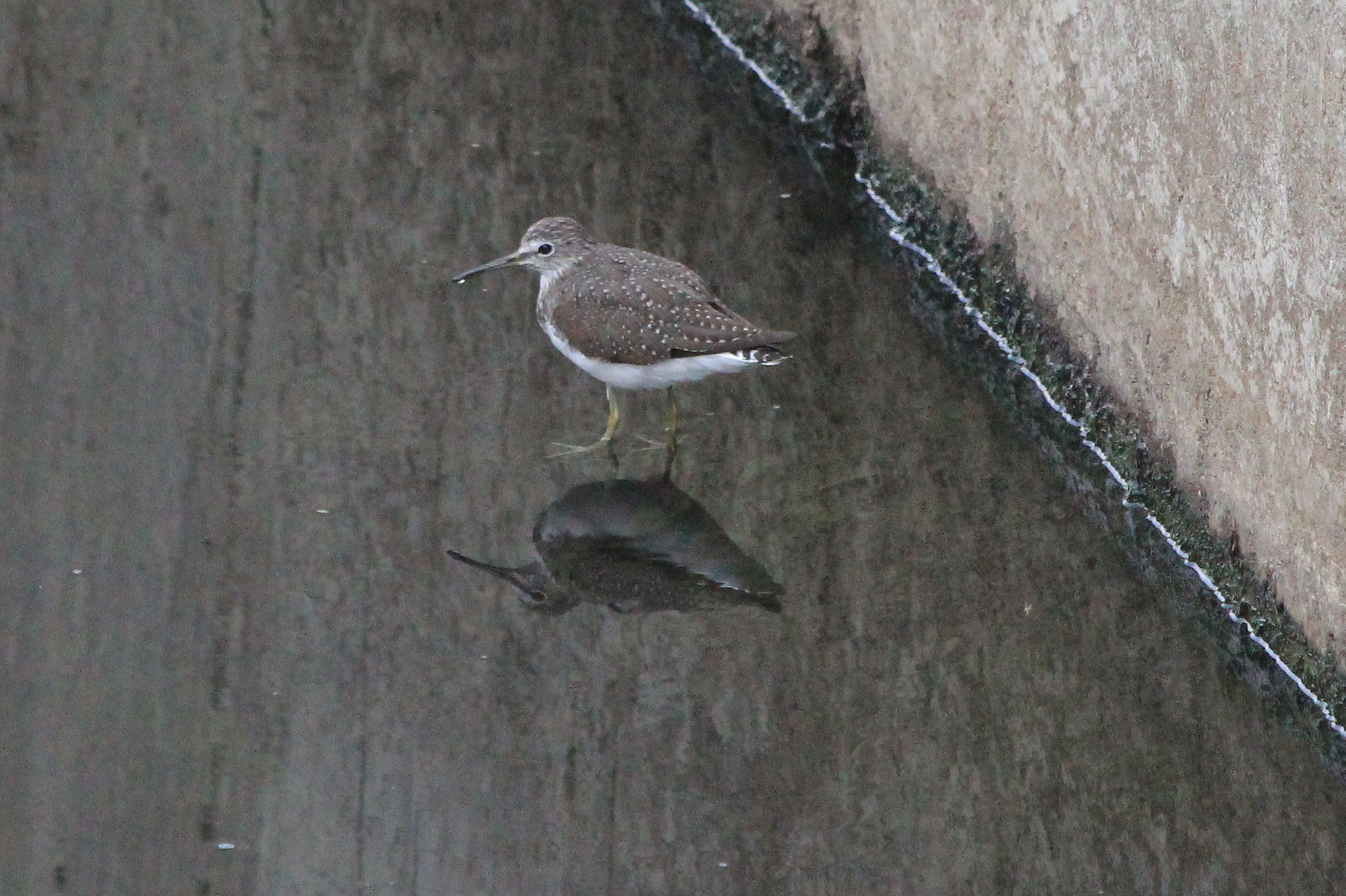 Canon EF 70-300mm F4-5.6 IS USM sample photo. Green sandpiper photography