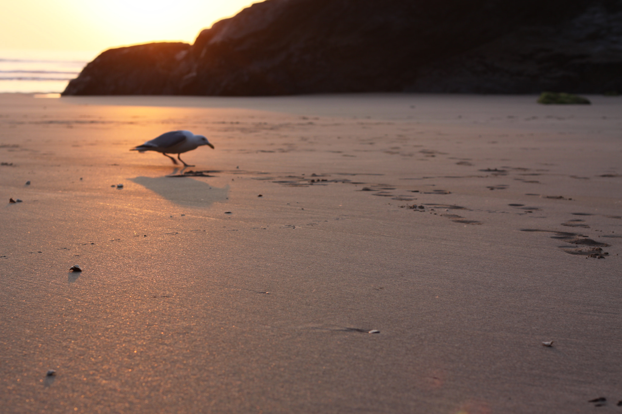 Canon EOS 50D + Canon EF 50mm F1.8 II sample photo. Gull photography