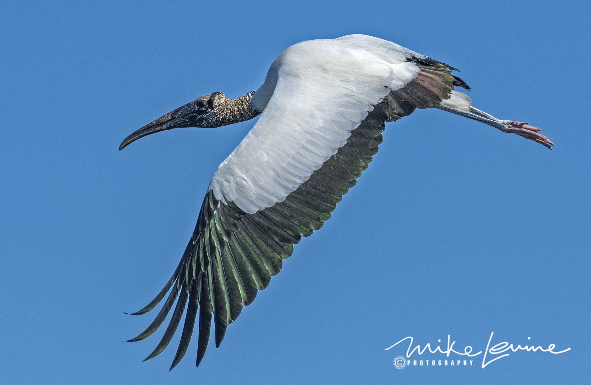 Nikon D500 + Nikon AF-S Nikkor 300mm F2.8G ED VR II sample photo. Wood stork in flight photography