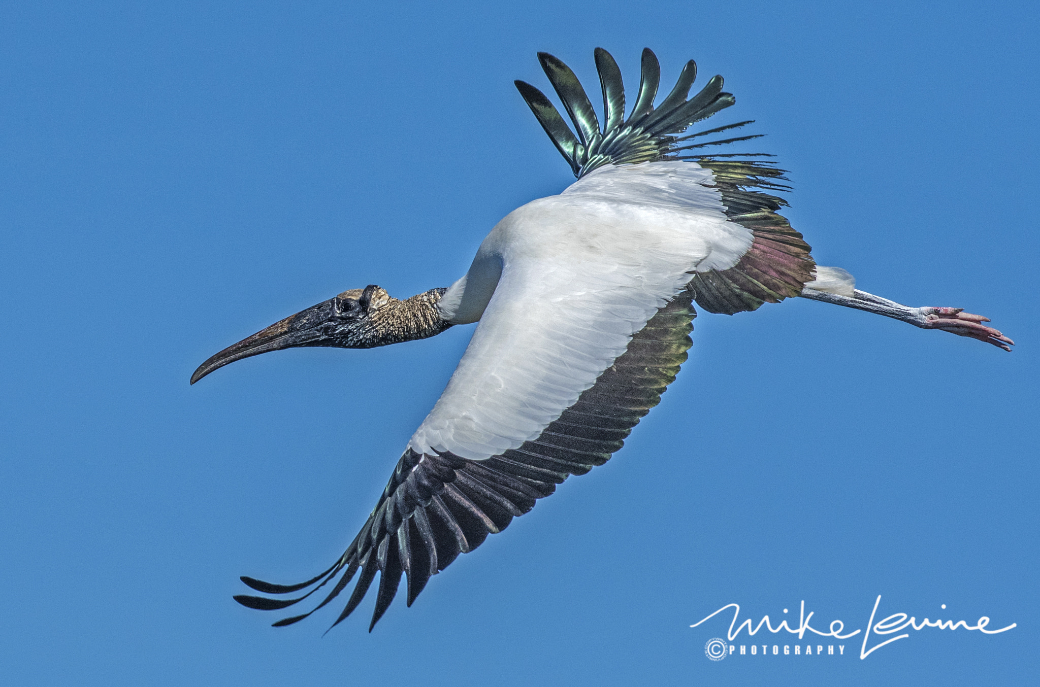 Nikon AF-S Nikkor 300mm F2.8G ED VR II sample photo. Wood stork in flight photography