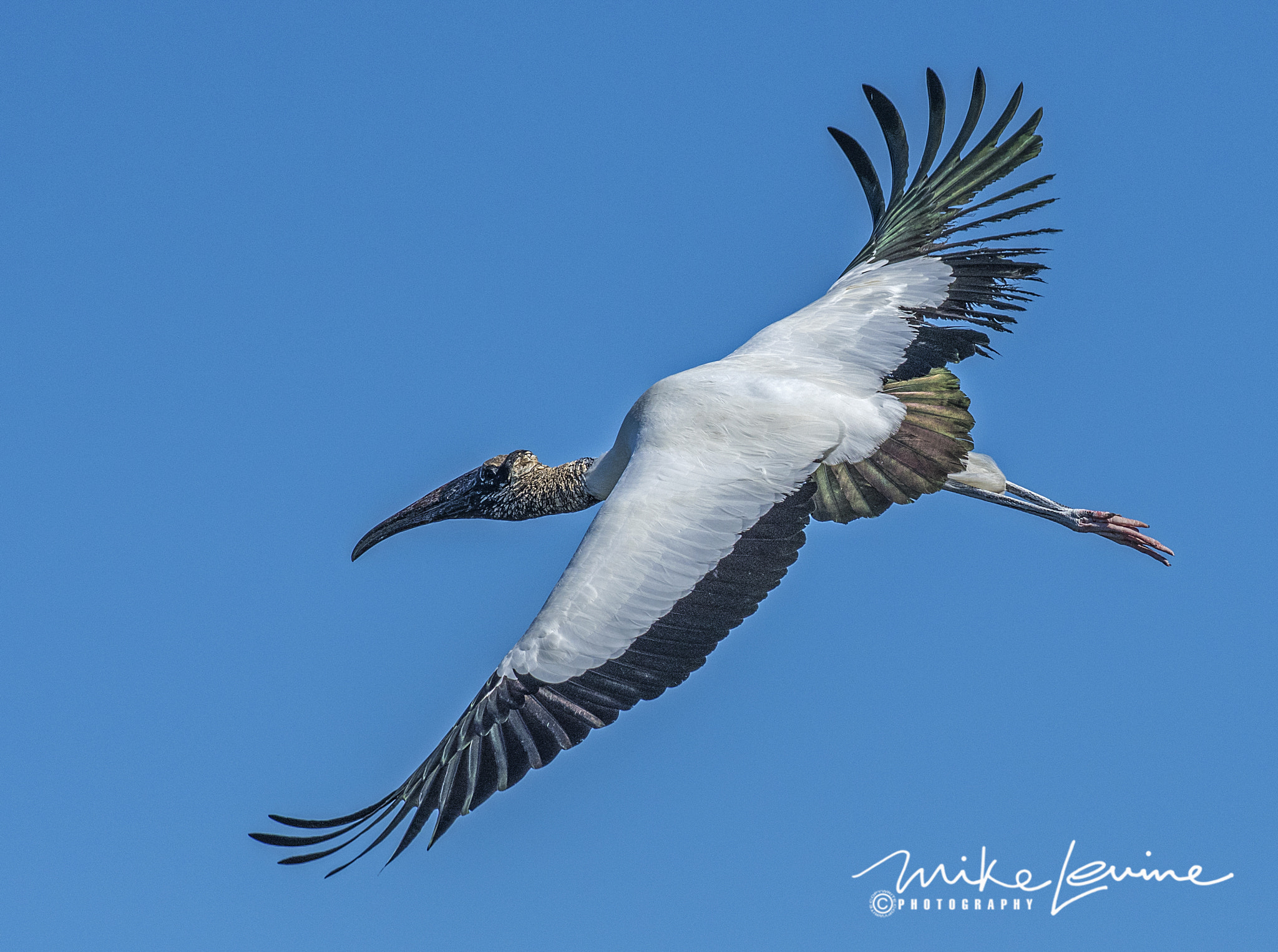 Nikon D500 + Nikon AF-S Nikkor 300mm F2.8G ED VR II sample photo. Wood stork in flight photography