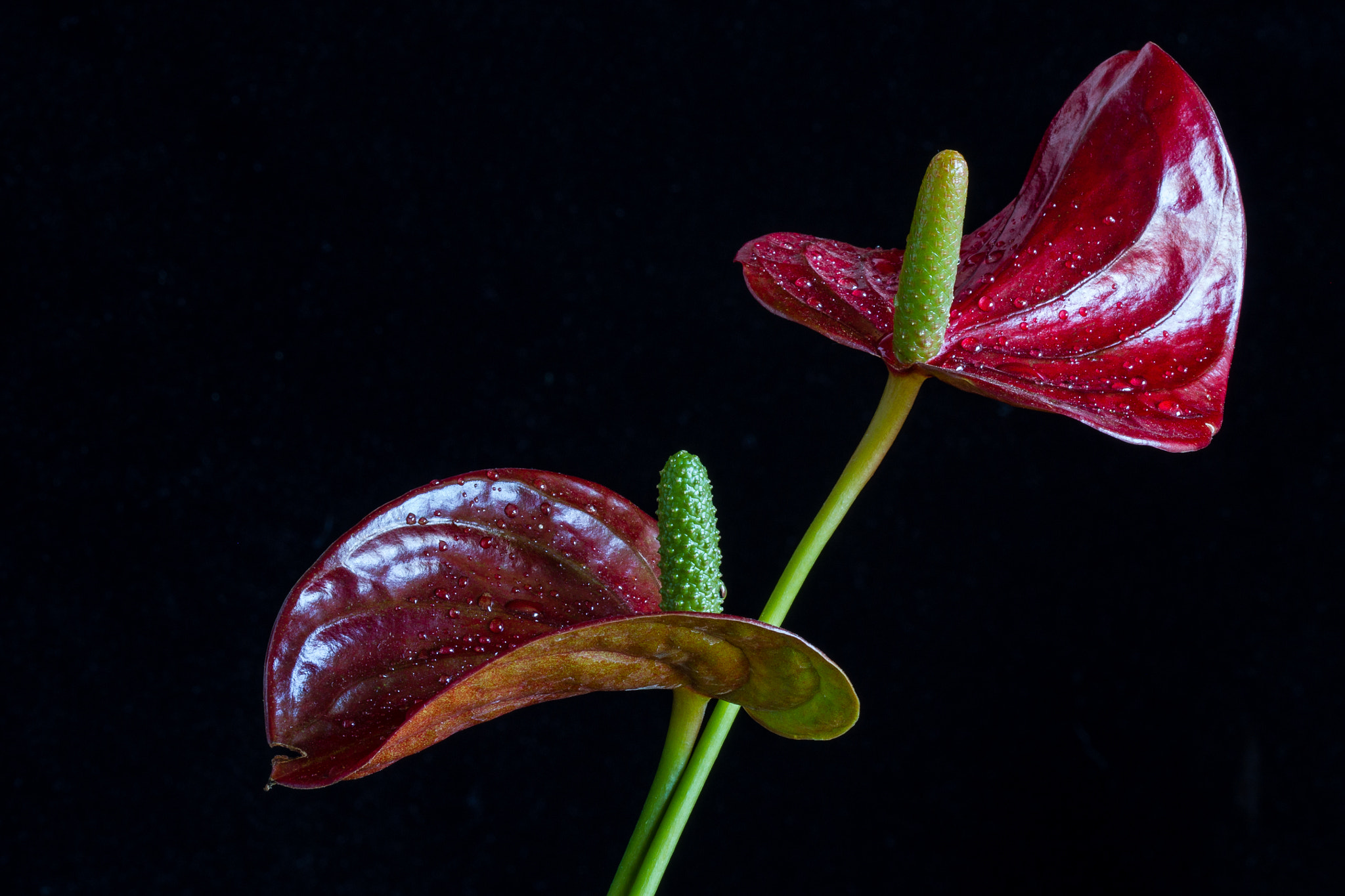 Canon EF 100mm F2.8 Macro USM sample photo. Anthurium photography