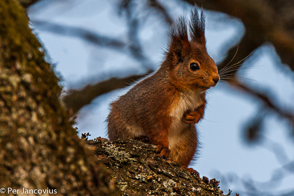 Canon EOS 40D + Tamron SP 150-600mm F5-6.3 Di VC USD sample photo. Red squirrels make me smile – always funny, always cute. photography