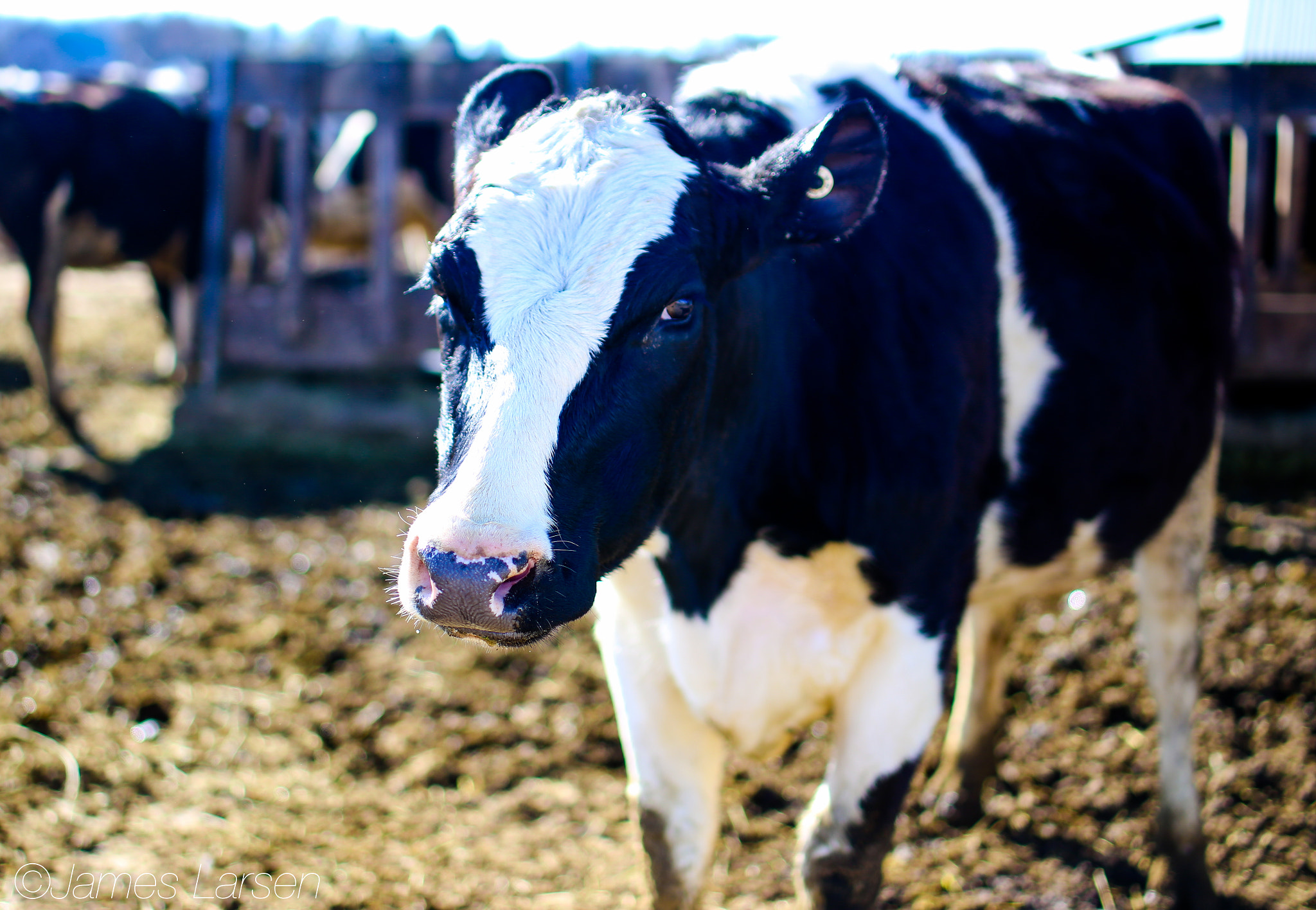 Canon EOS 6D sample photo. Cow in sunlight photography