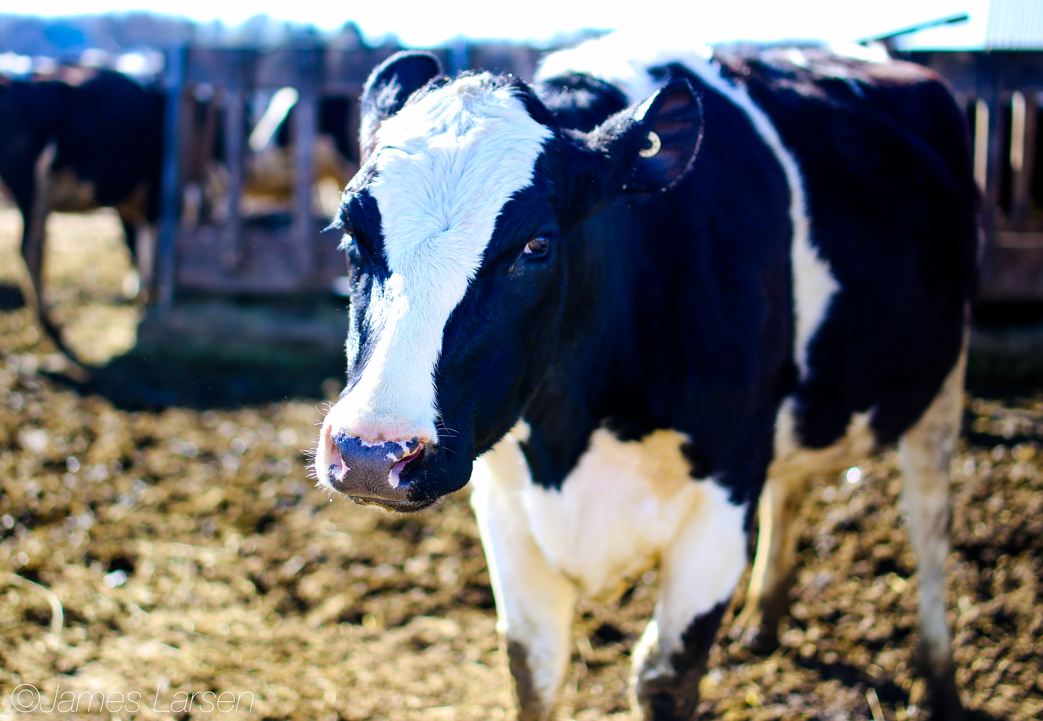 Canon EOS 6D + Tamron SP 45mm F1.8 Di VC USD sample photo. Cow in sunlight photography