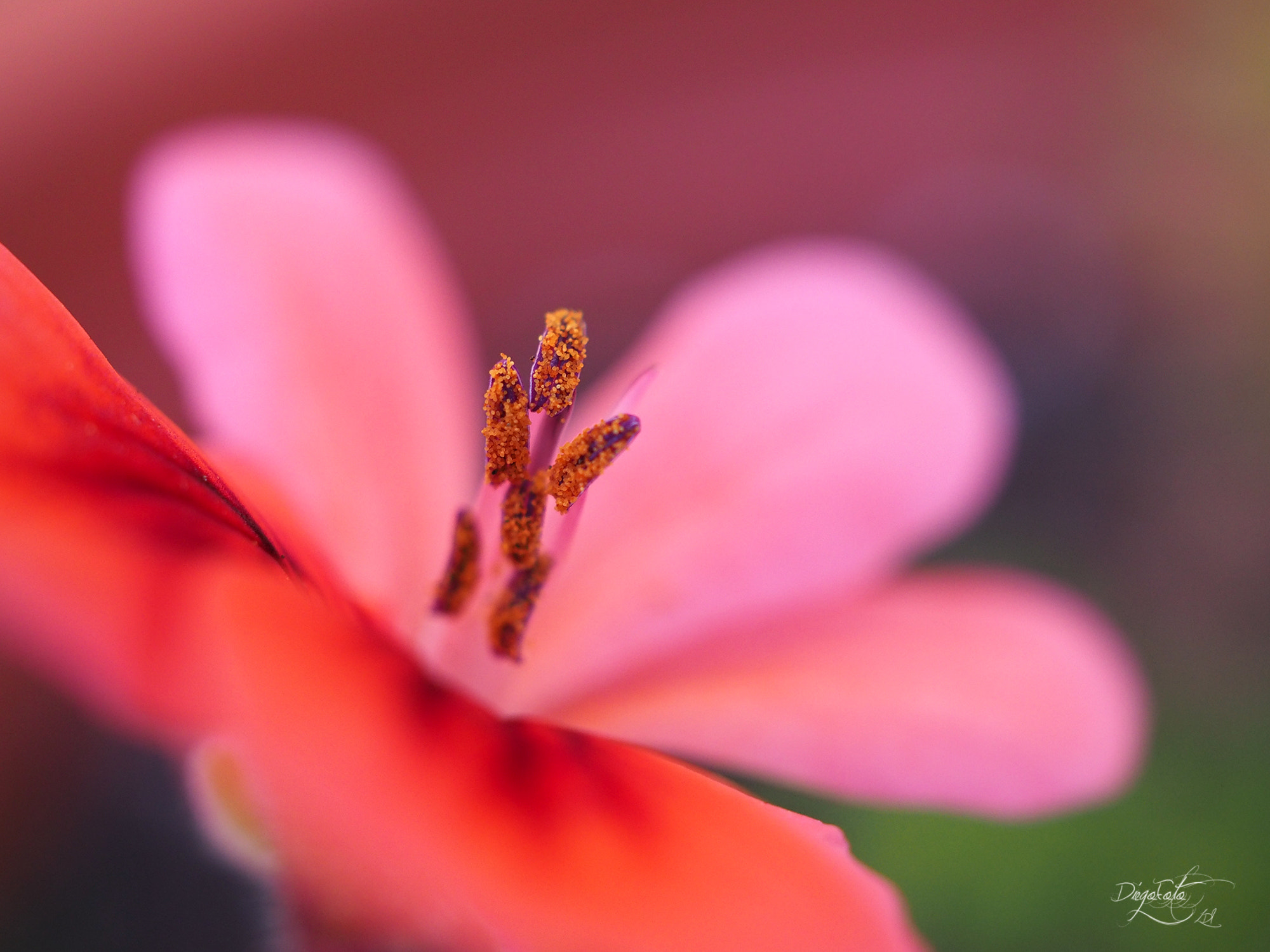 Olympus OM-D E-M10 II + Olympus M.Zuiko Digital ED 30mm F3.5 Macro sample photo. Pelargonium photography