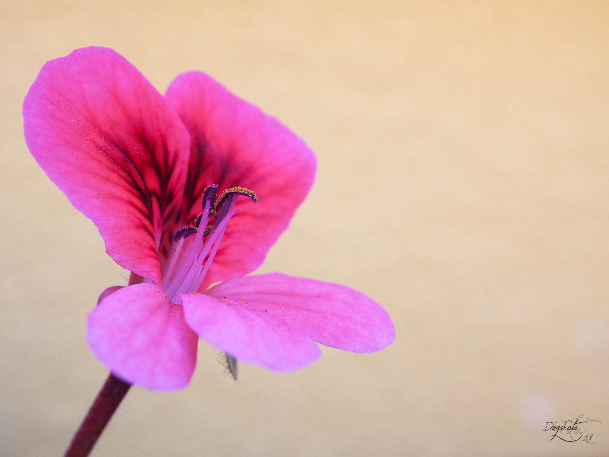 Olympus OM-D E-M10 II + Olympus M.Zuiko Digital ED 30mm F3.5 Macro sample photo. Pelargonium photography