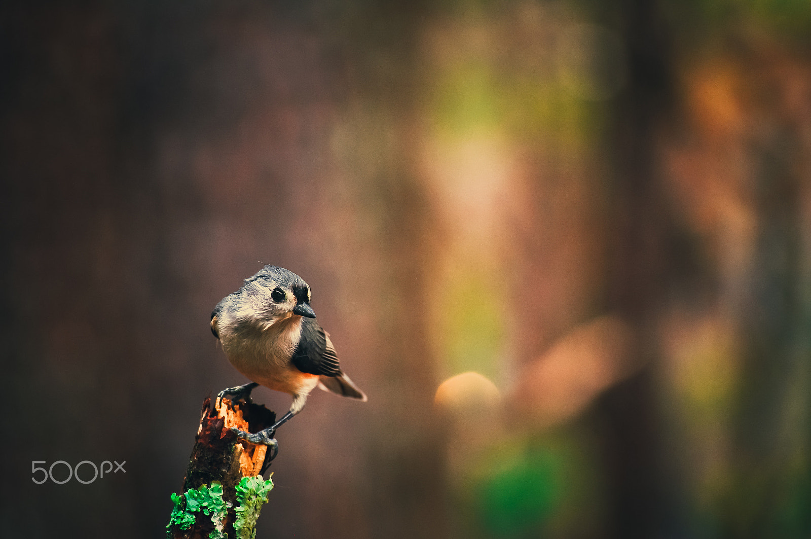 Nikon D90 sample photo. Tufted titmouse after rain photography
