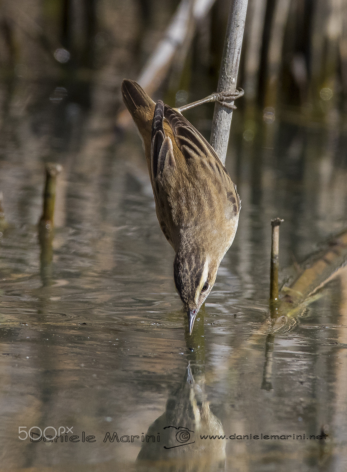 Canon EF 600mm F4L IS USM sample photo. Sedge warbler (acrocephalus schoenobaenus) forapag photography