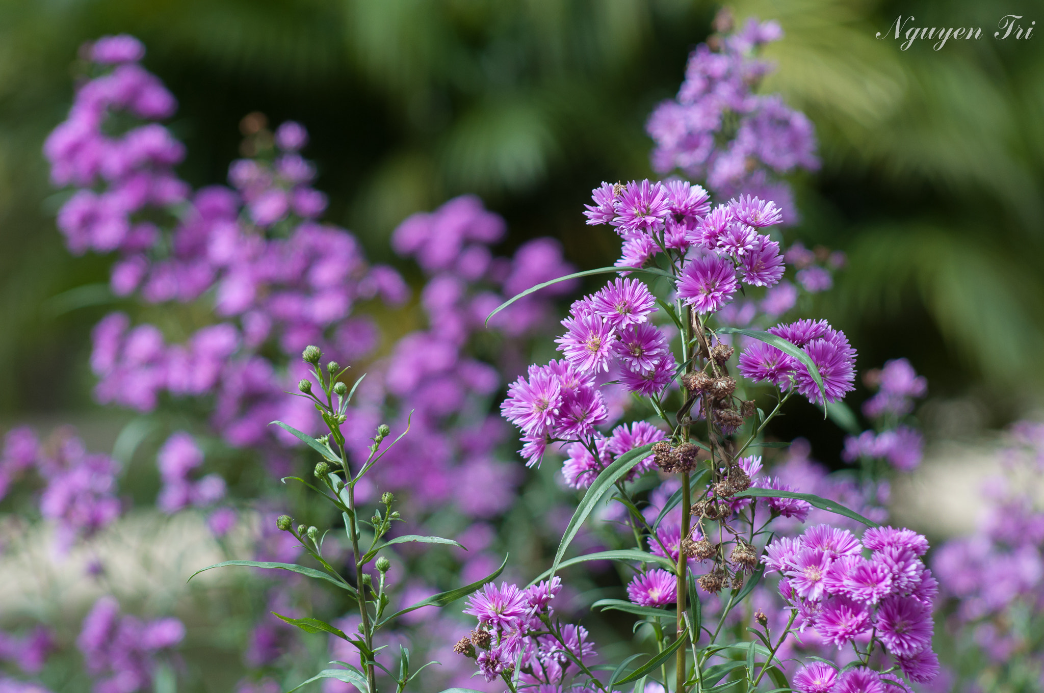 AF Nikkor 70-210mm f/4-5.6 sample photo. Little flowers photography