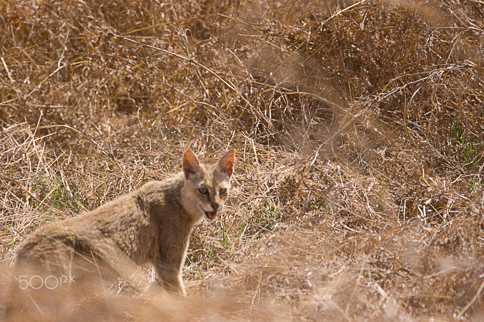 Sony SLT-A65 (SLT-A65V) sample photo. Jungle cat photography