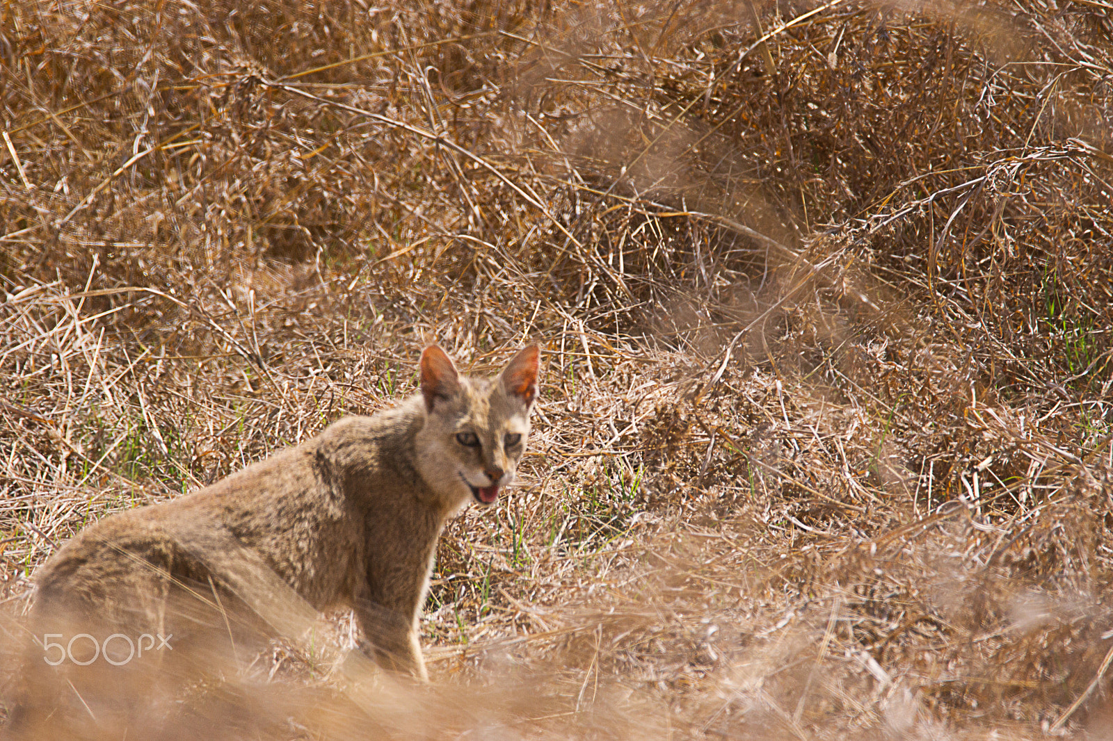 Sony SLT-A65 (SLT-A65V) + Tamron SP 150-600mm F5-6.3 Di VC USD sample photo. Jungle cat photography