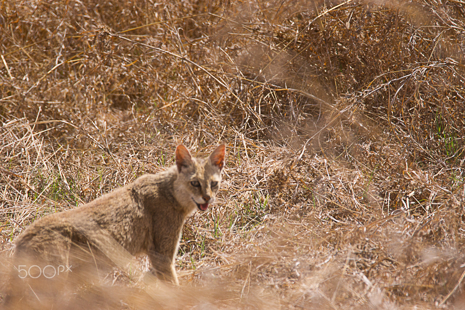 Tamron SP 150-600mm F5-6.3 Di VC USD sample photo. Jungle cat photography