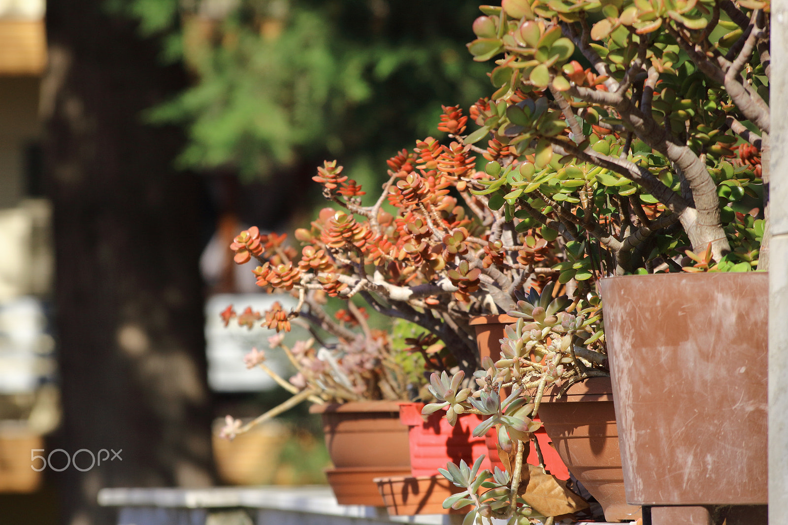Canon EOS 1300D (EOS Rebel T6 / EOS Kiss X80) sample photo. Sunbathe photography