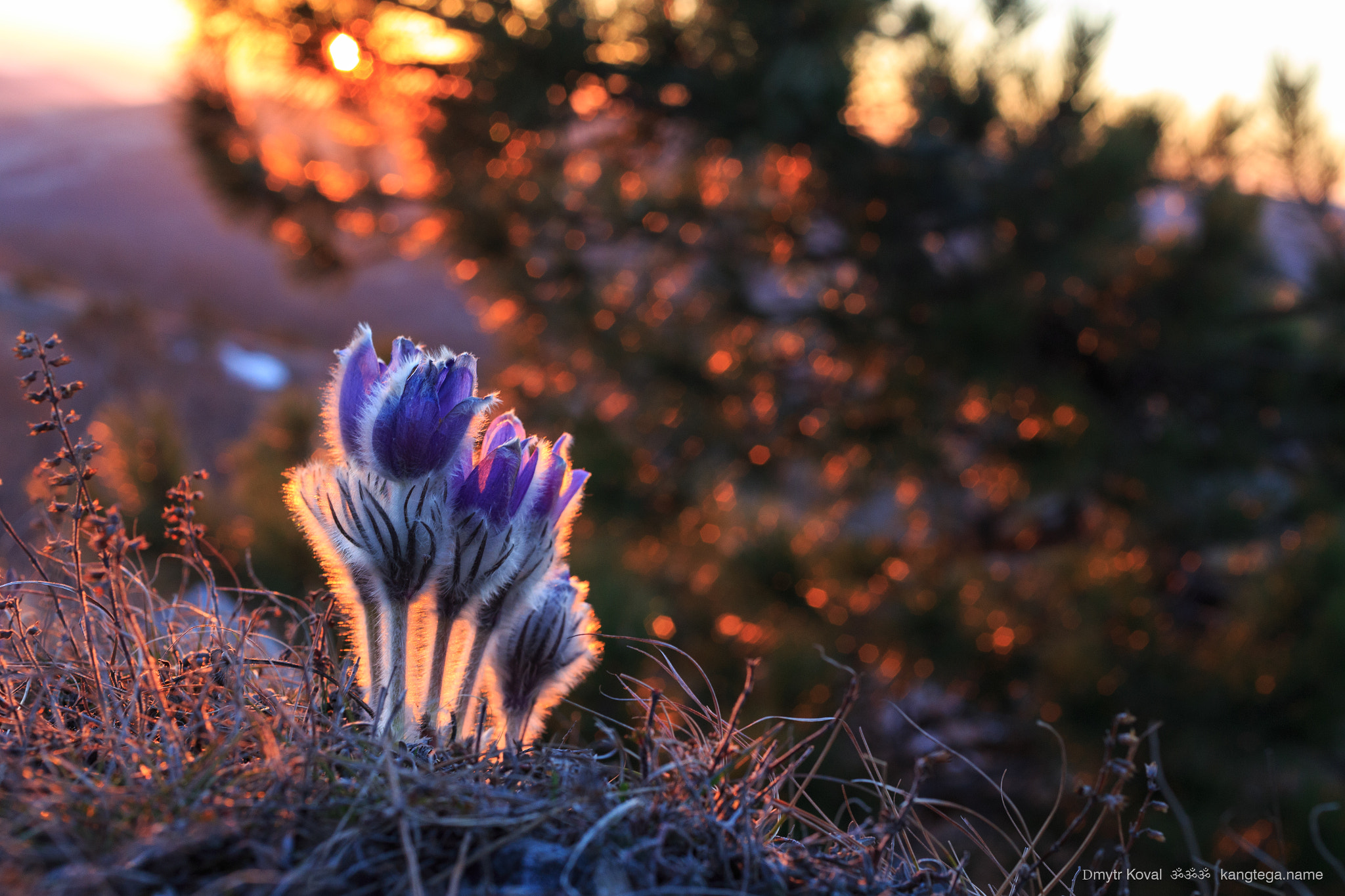 Canon EOS 6D sample photo. Windflower sunset in crimean mountains photography