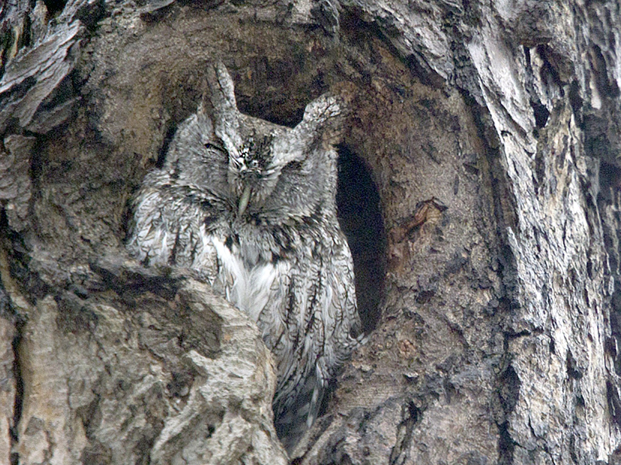 Canon EOS 7D + Canon EF 70-200mm F4L USM sample photo. Eastern screech owl photography