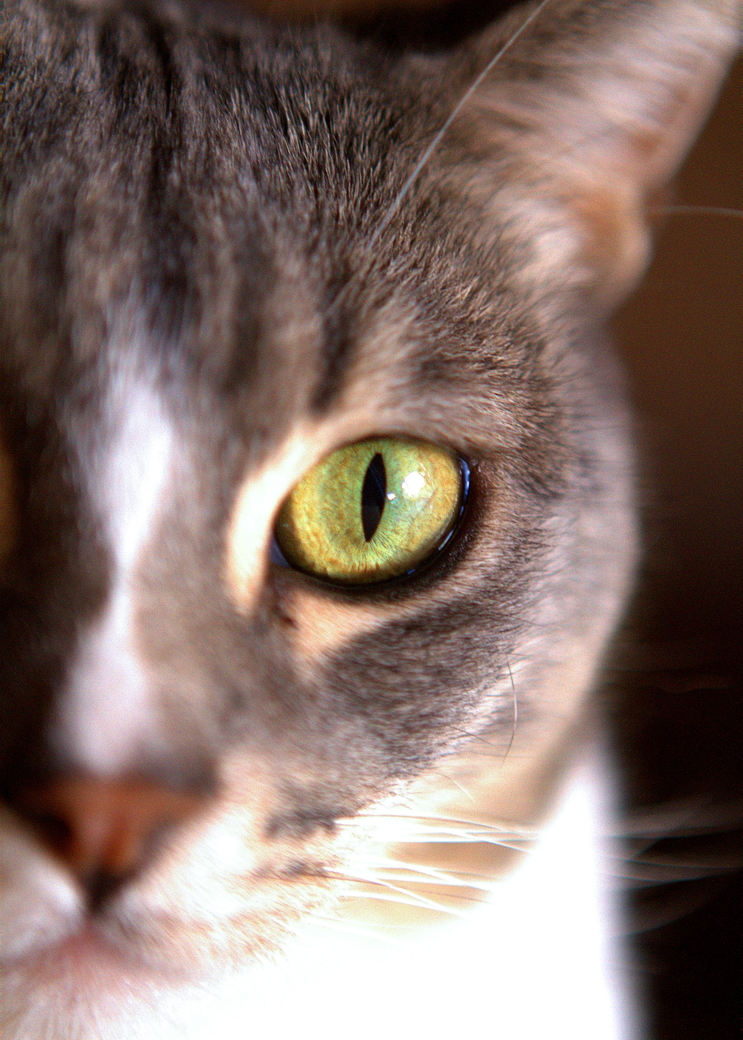 Canon EOS 7D + Canon EF 24-70mm F2.8L USM sample photo. I see you... photography