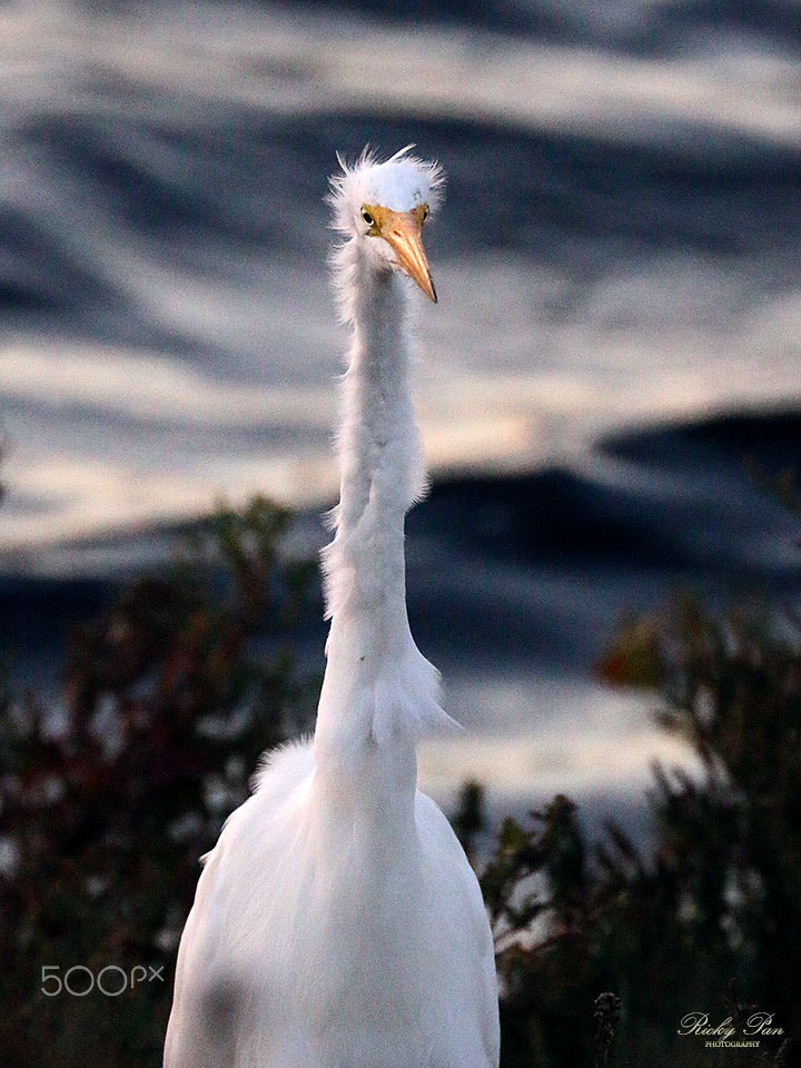 Canon EF 70-300mm F4-5.6L IS USM sample photo. Bad hair day photography
