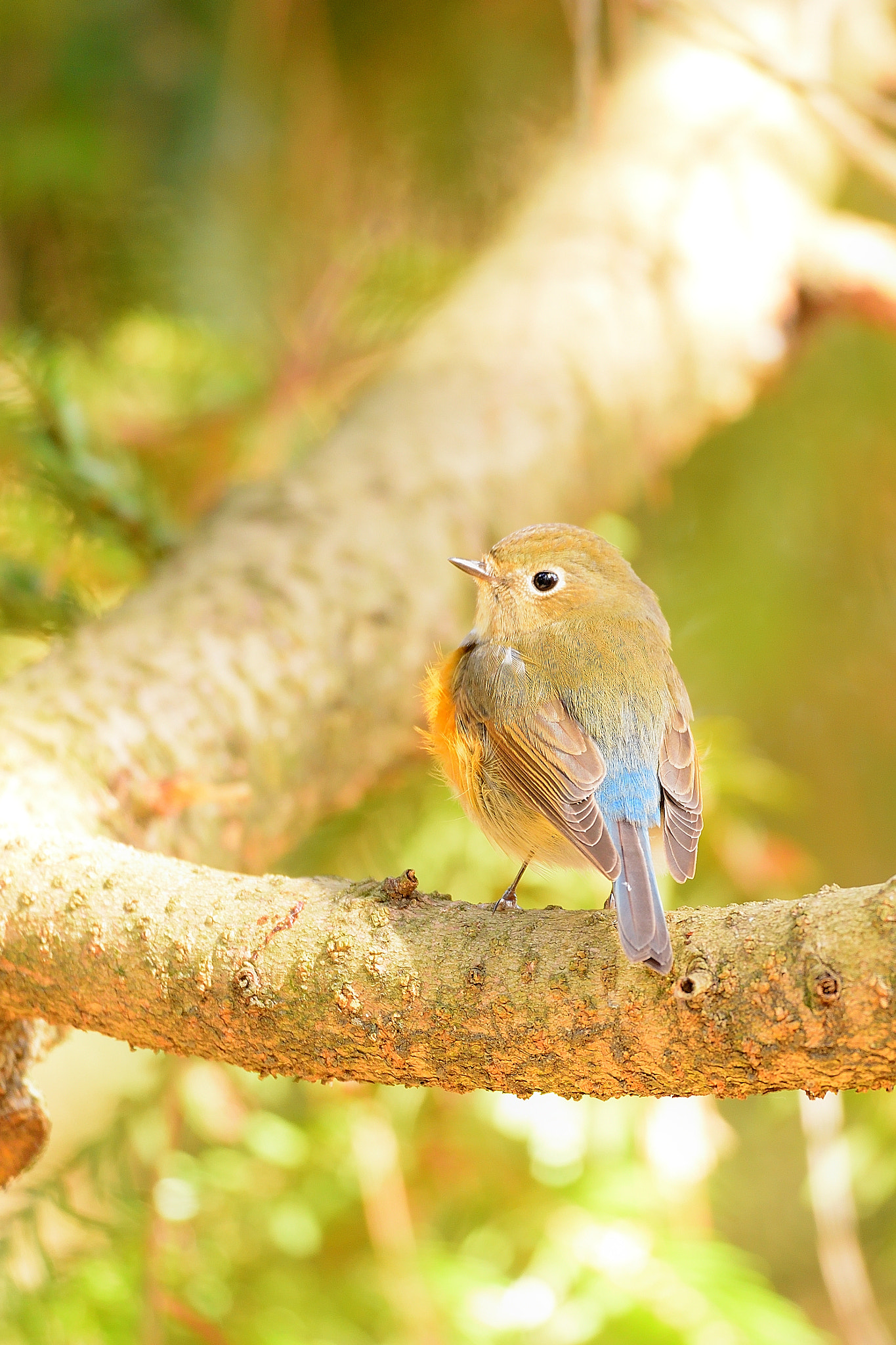 Sigma 150-600mm F5-6.3 DG OS HSM | C sample photo. Ruribitaki photography