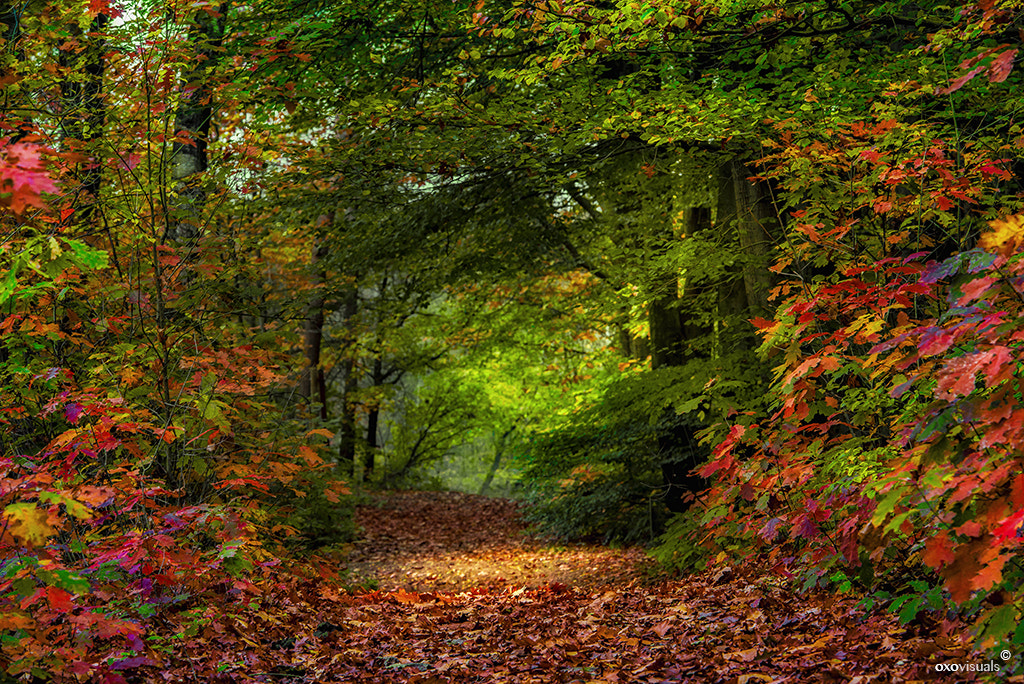 Nikon AF-S Nikkor 70-200mm F2.8G ED VR II sample photo. Path of dreams photography