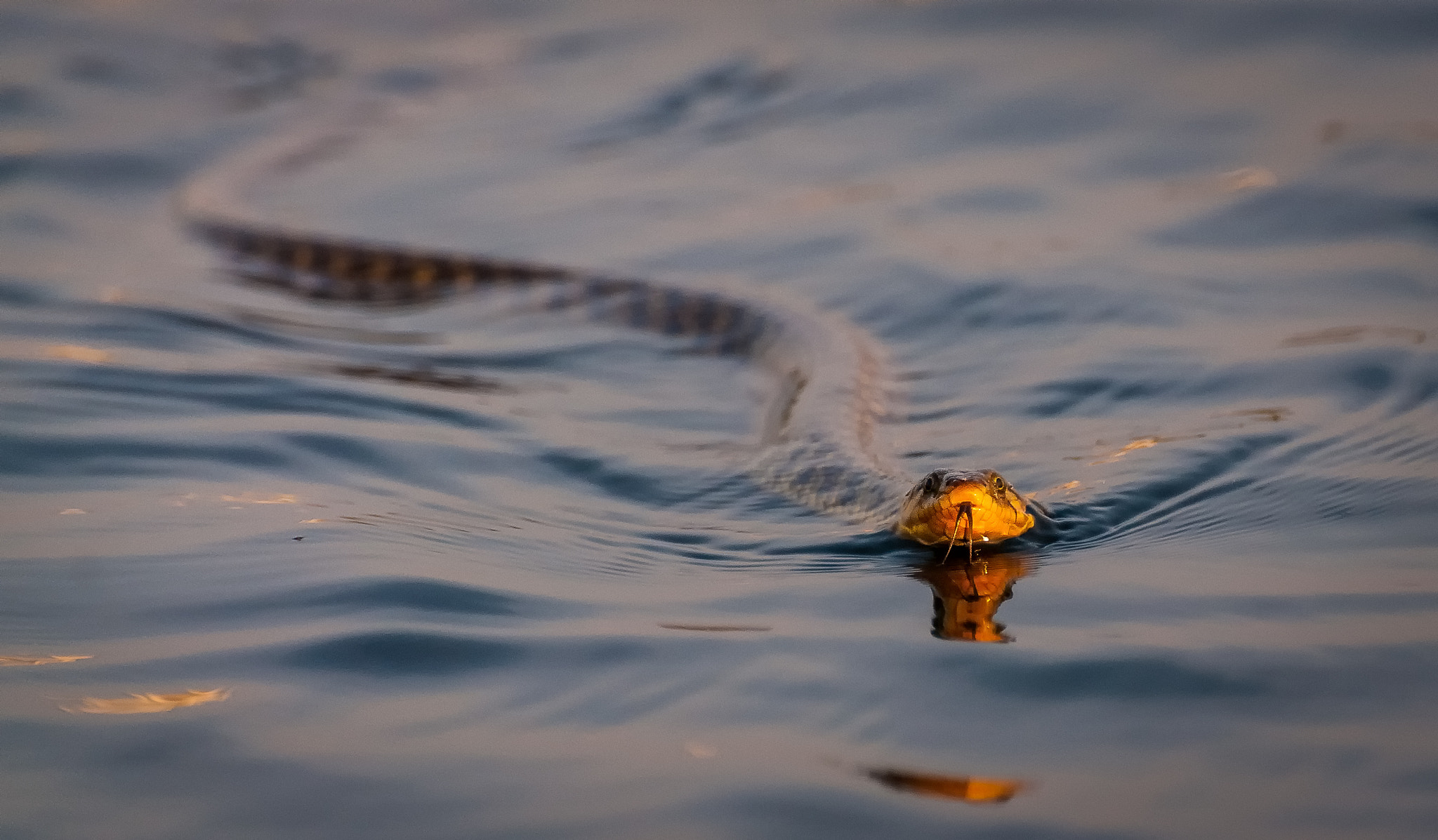 Nikon D90 sample photo. The chasing snake photography