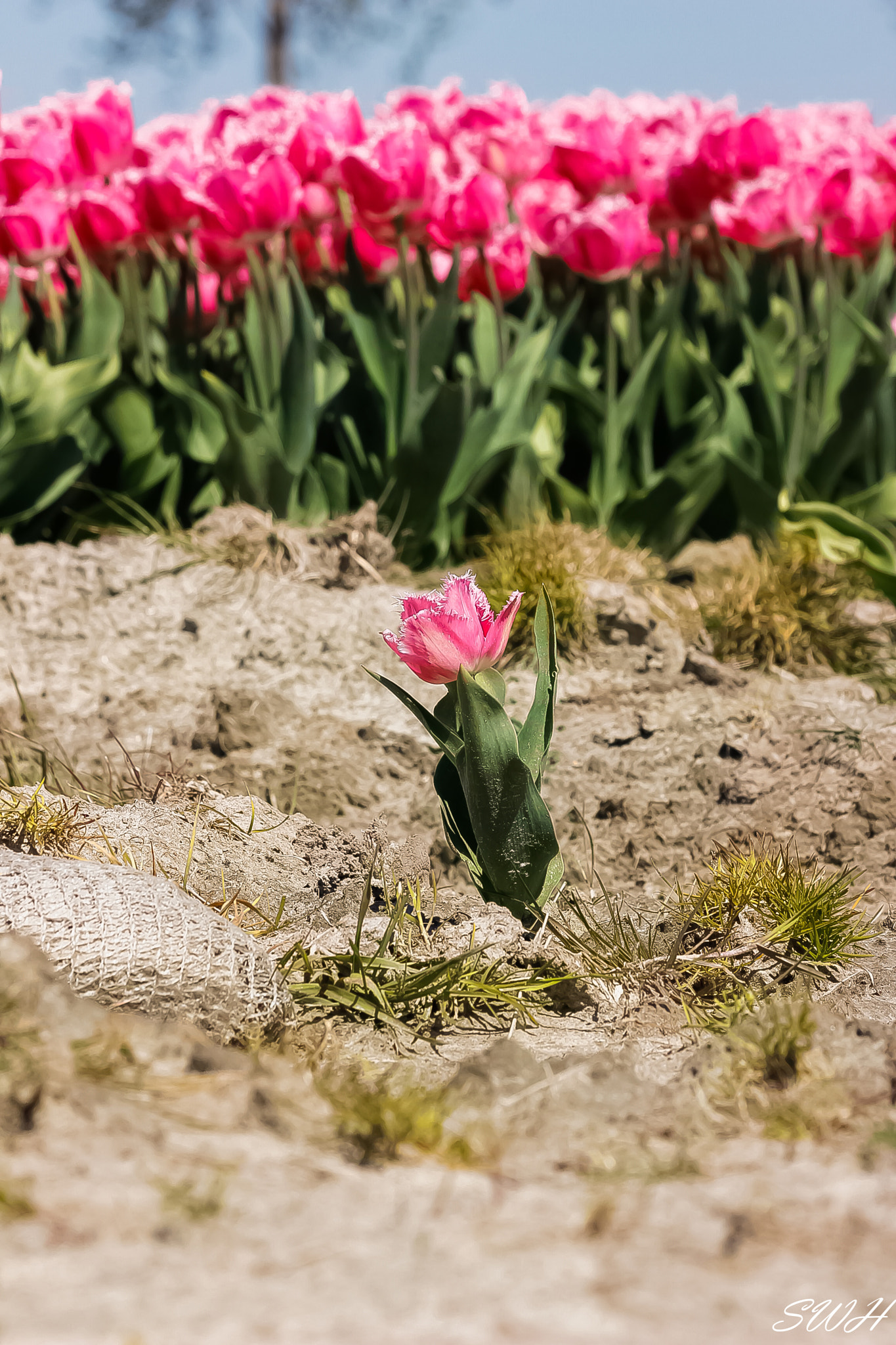 Canon EF 70-300mm F4-5.6 IS USM sample photo. A lonely tulip photography