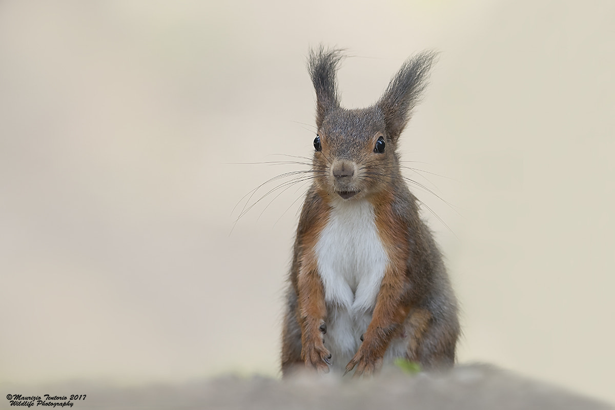 Nikon AF-S Nikkor 300mm F2.8G ED VR II sample photo. Scoiattolo rosso sciurus vulgaris photography