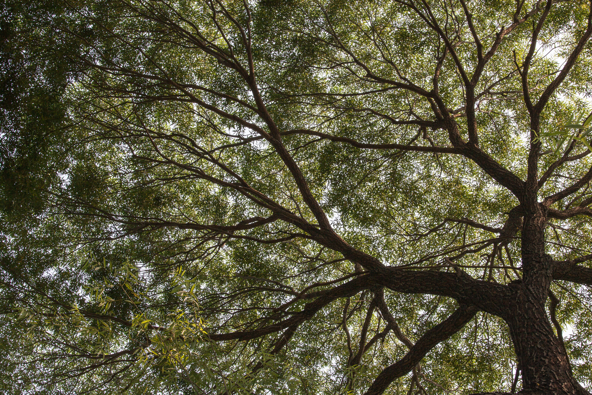 Canon EF 70-200mm F4L IS USM sample photo. Fractal canopy photography