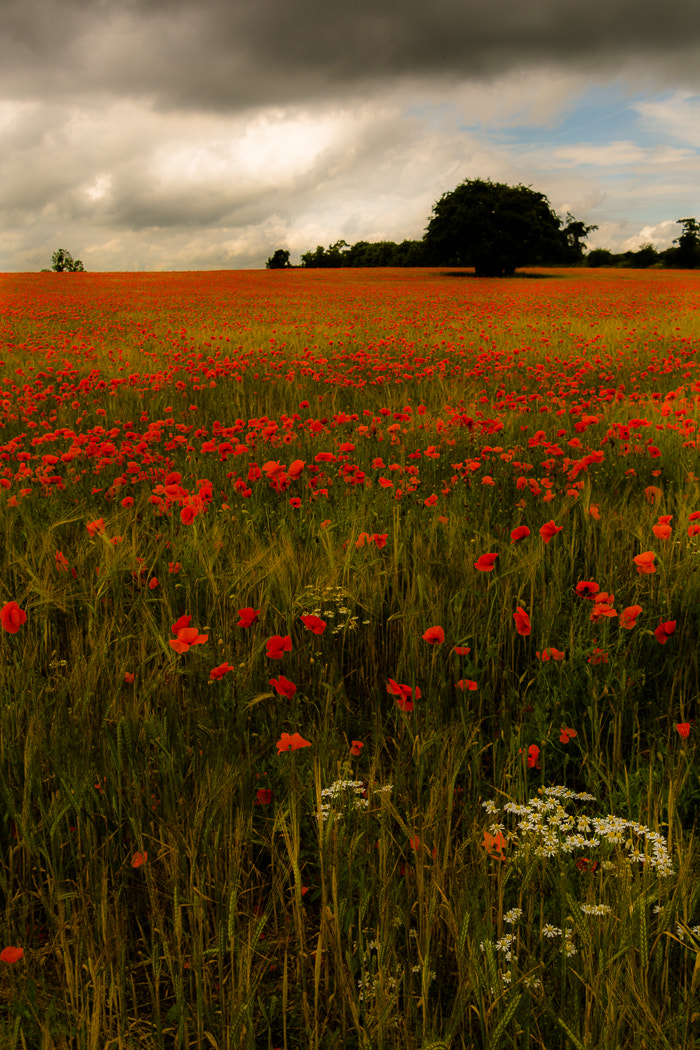Nikon D7100 sample photo. Poppies galore photography