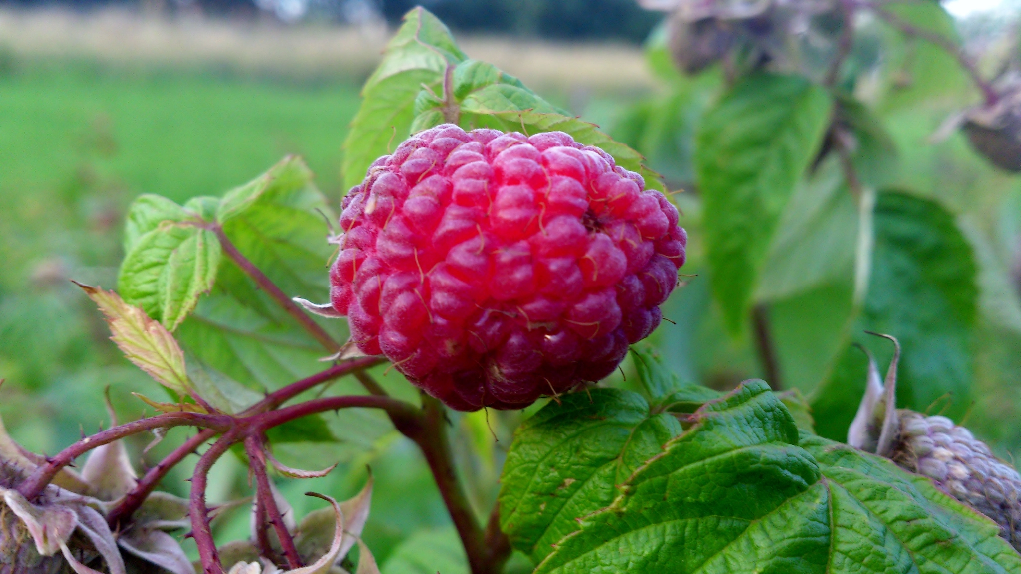 Sony Ericsson Xperia S sample photo. Himbeere - raspberries photography