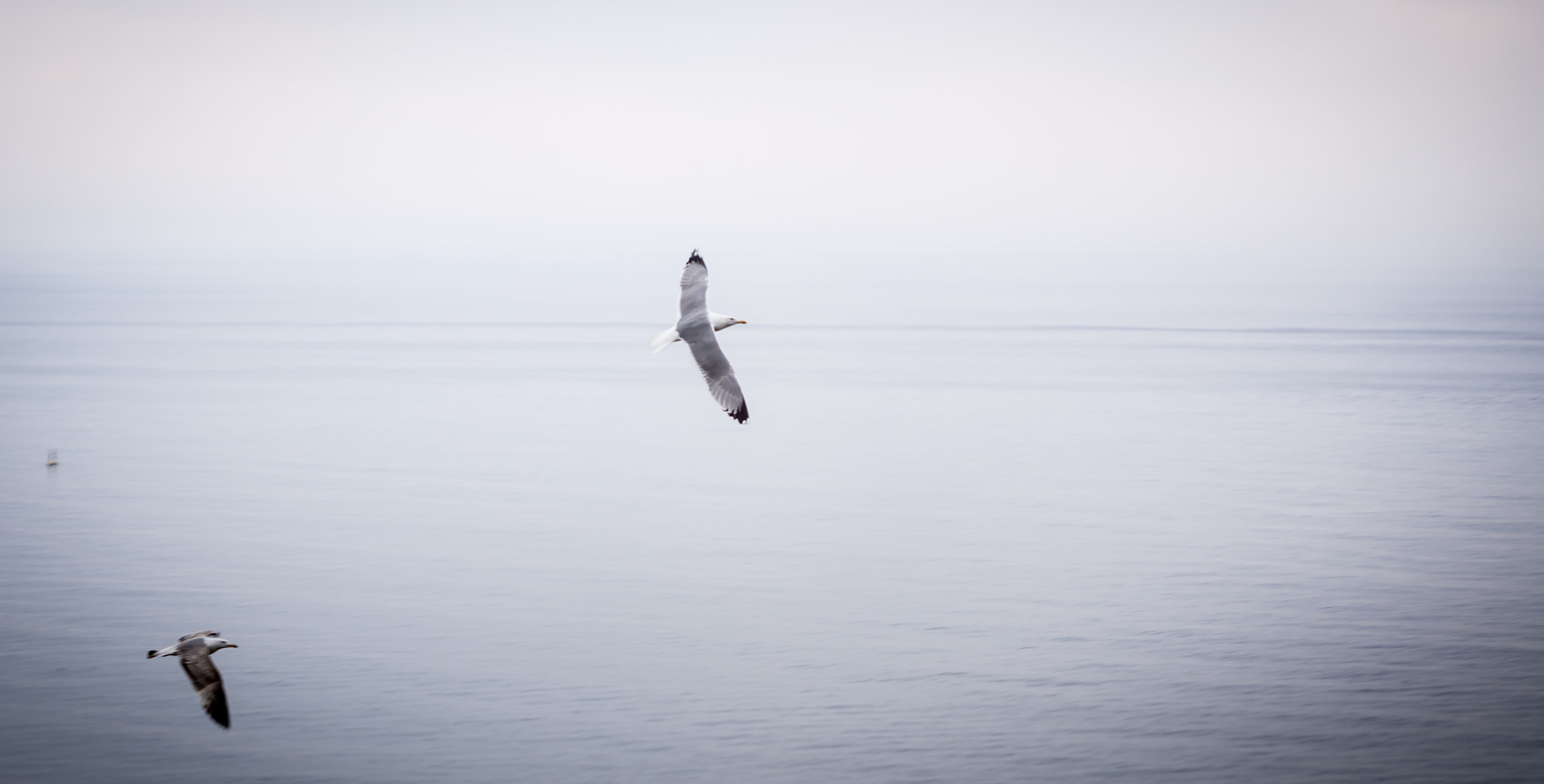 Nikon D7200 sample photo. Catch me, if you can... photography