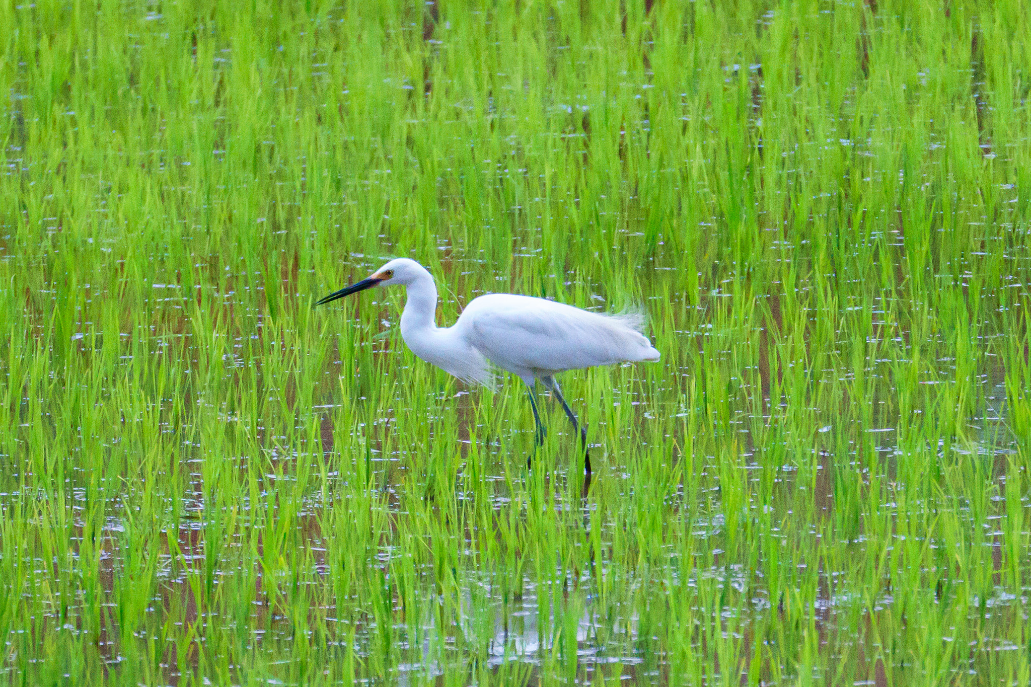 Sony FE 70-300mm F4.5-5.6 G OSS sample photo. White crane in madagascar rice field photography